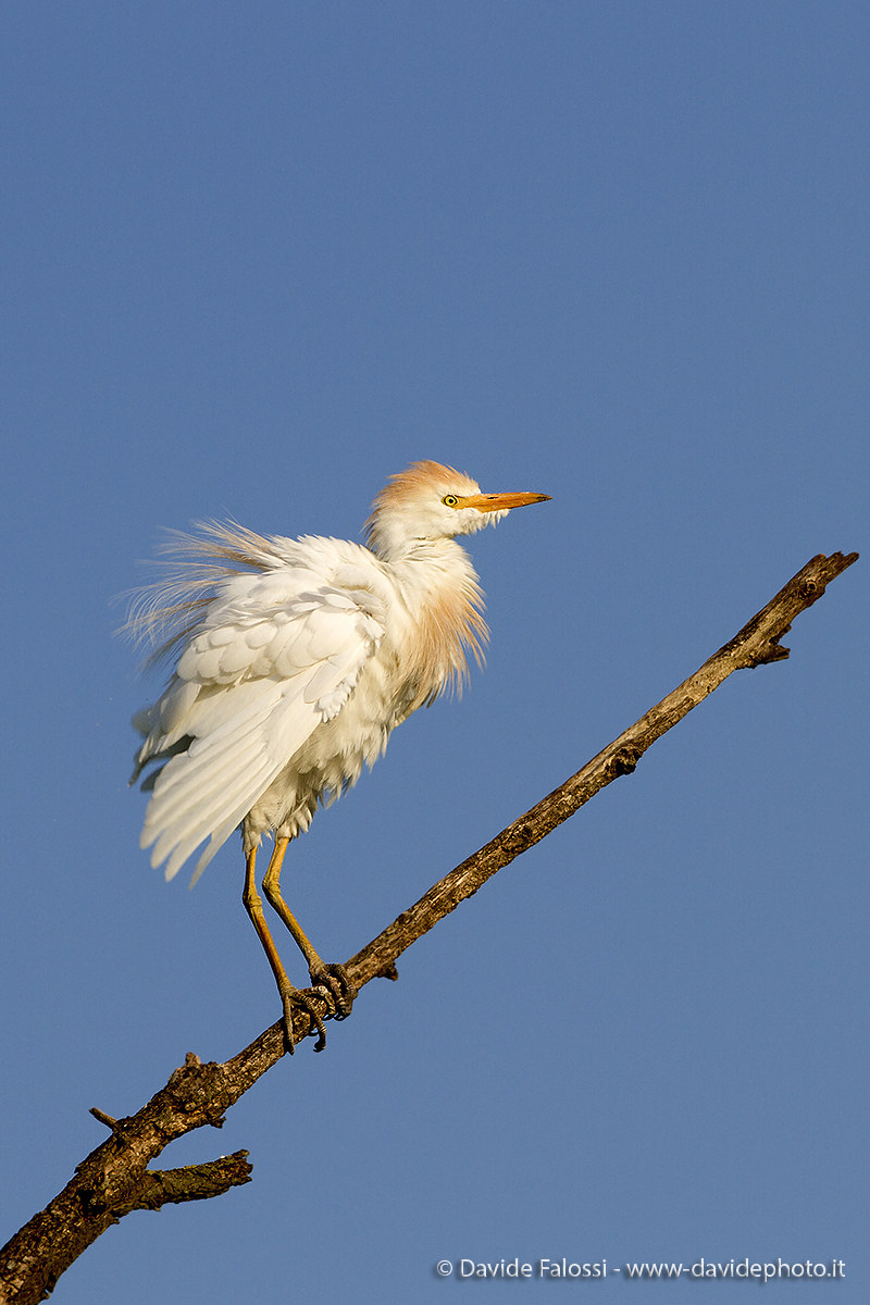 Egret