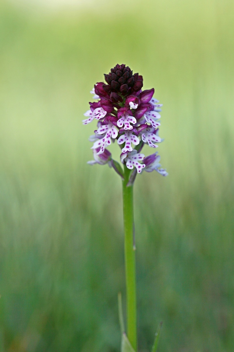 Neotinea ustulata - Orchidea strinata