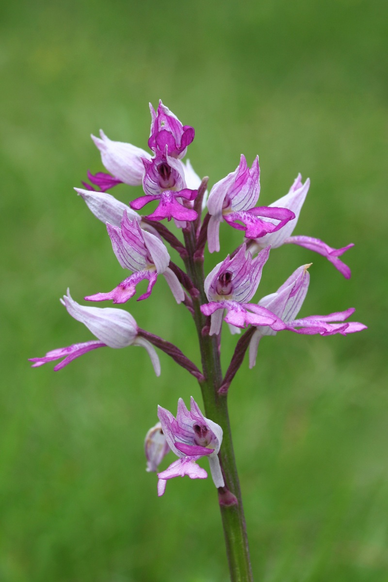 Military orchid - Orchis militaris