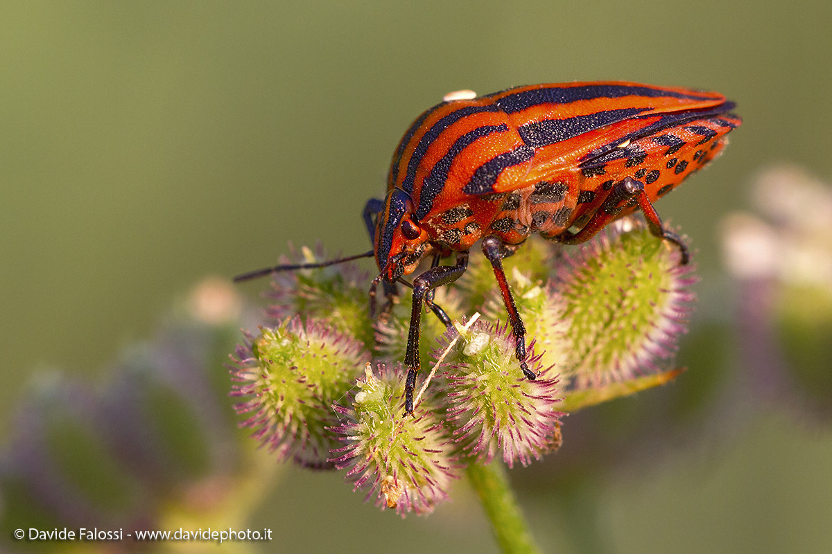 Bedbug Milan player at sunset