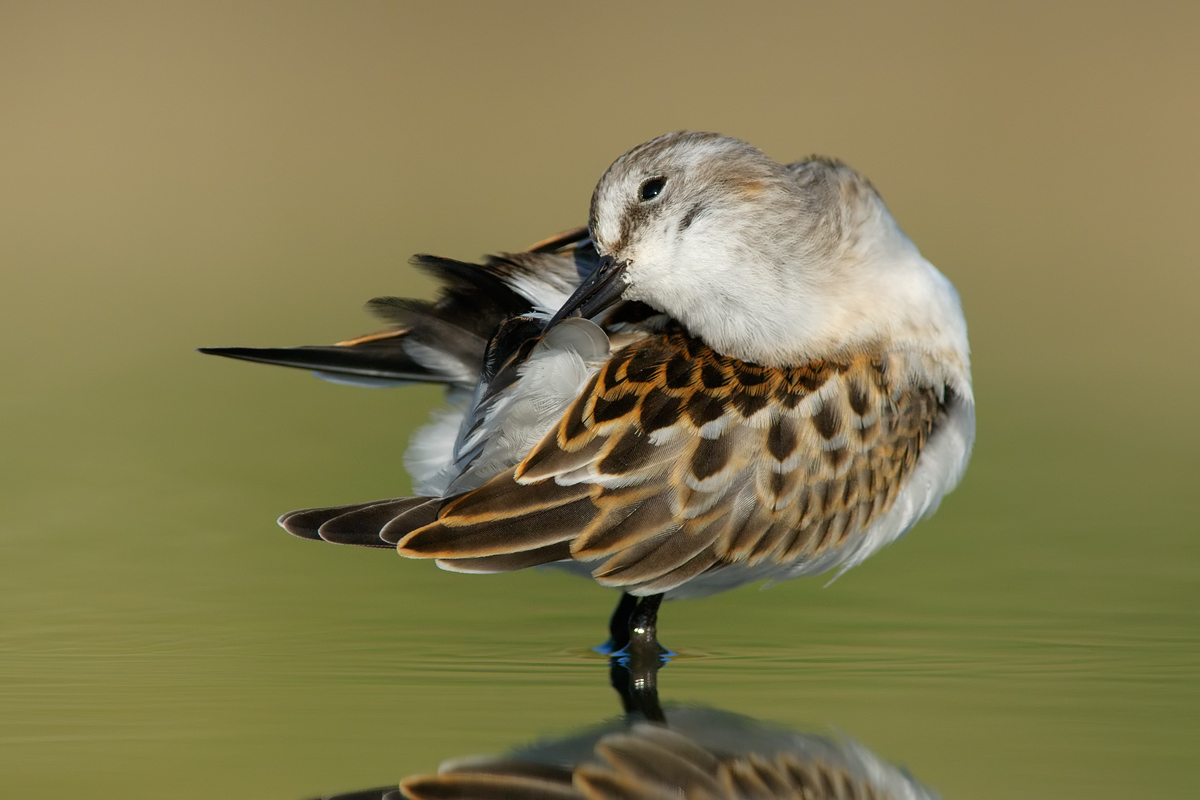 Gambecchio: cura del piumaggio
