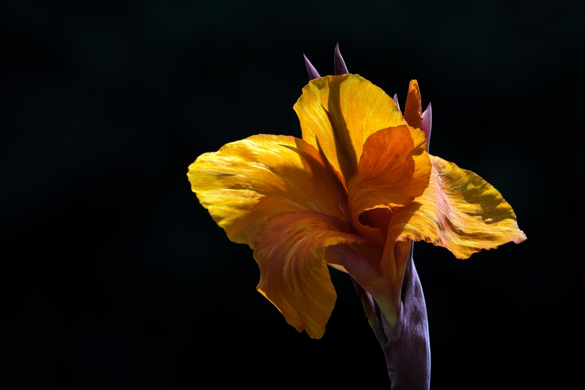 out of the dark..............