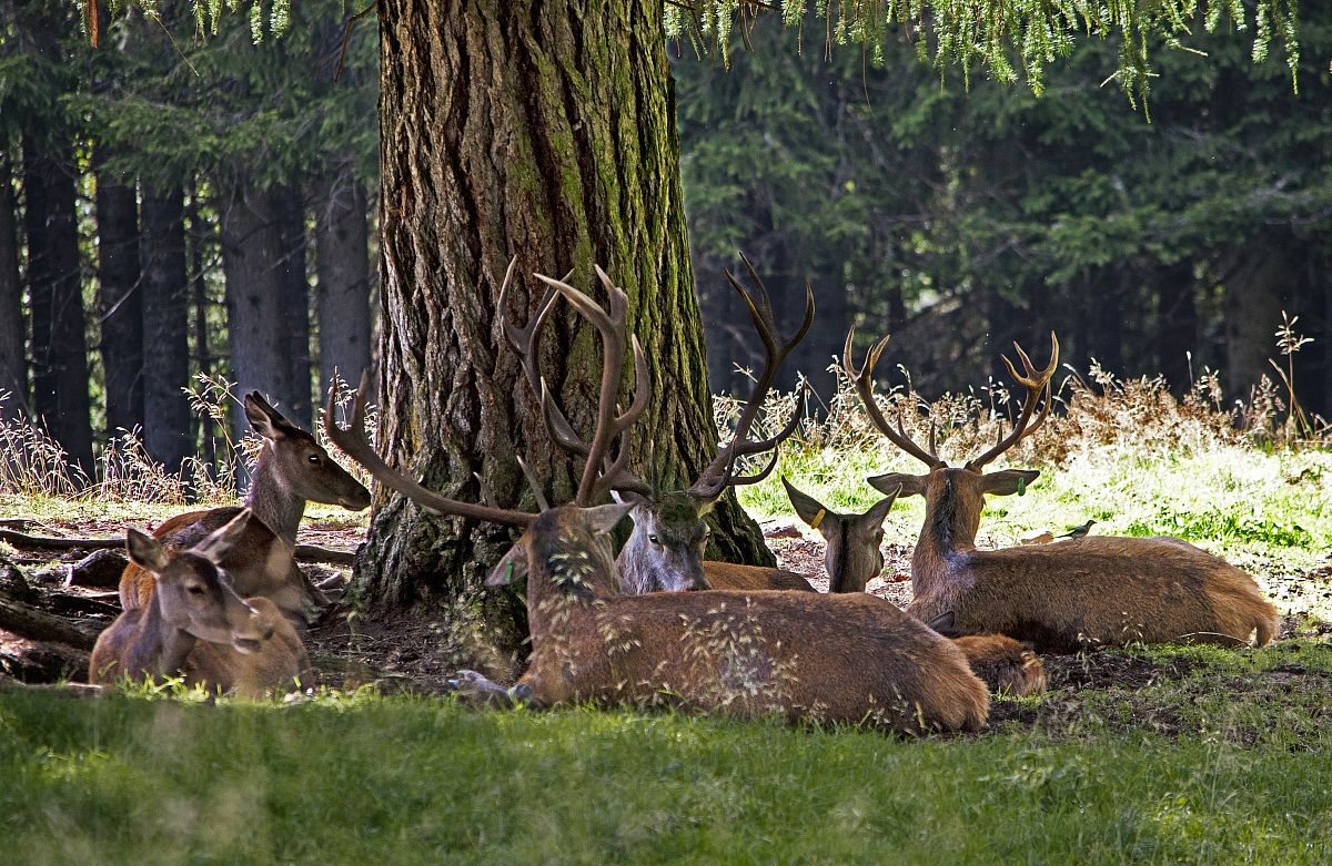 Parco Naturale di Paneveggio