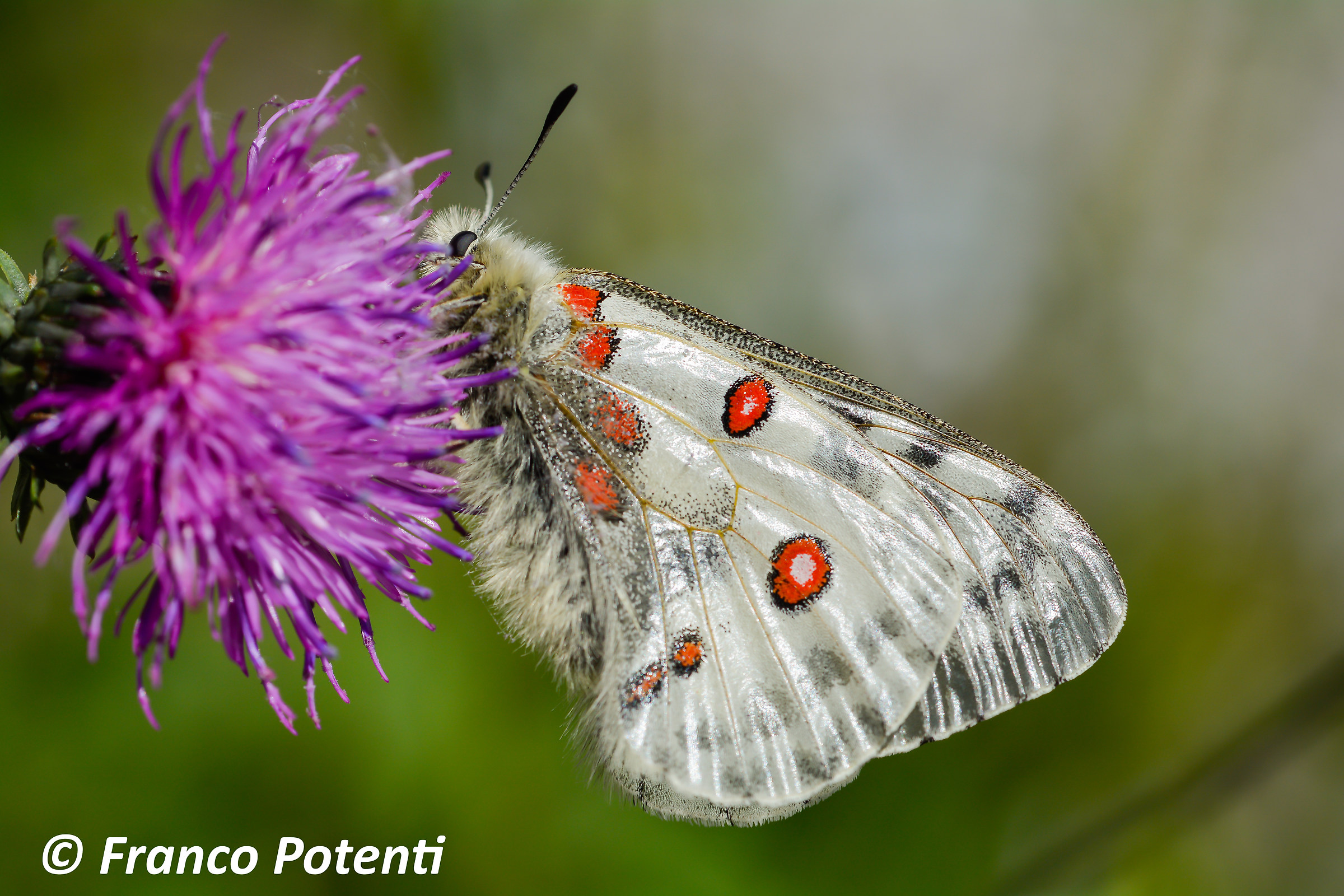 Parnassius Apollo female
