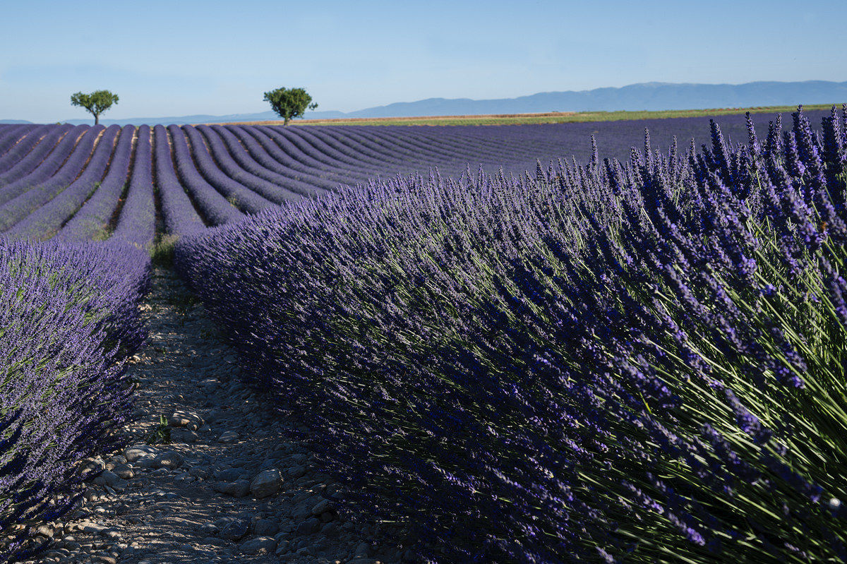 Provence