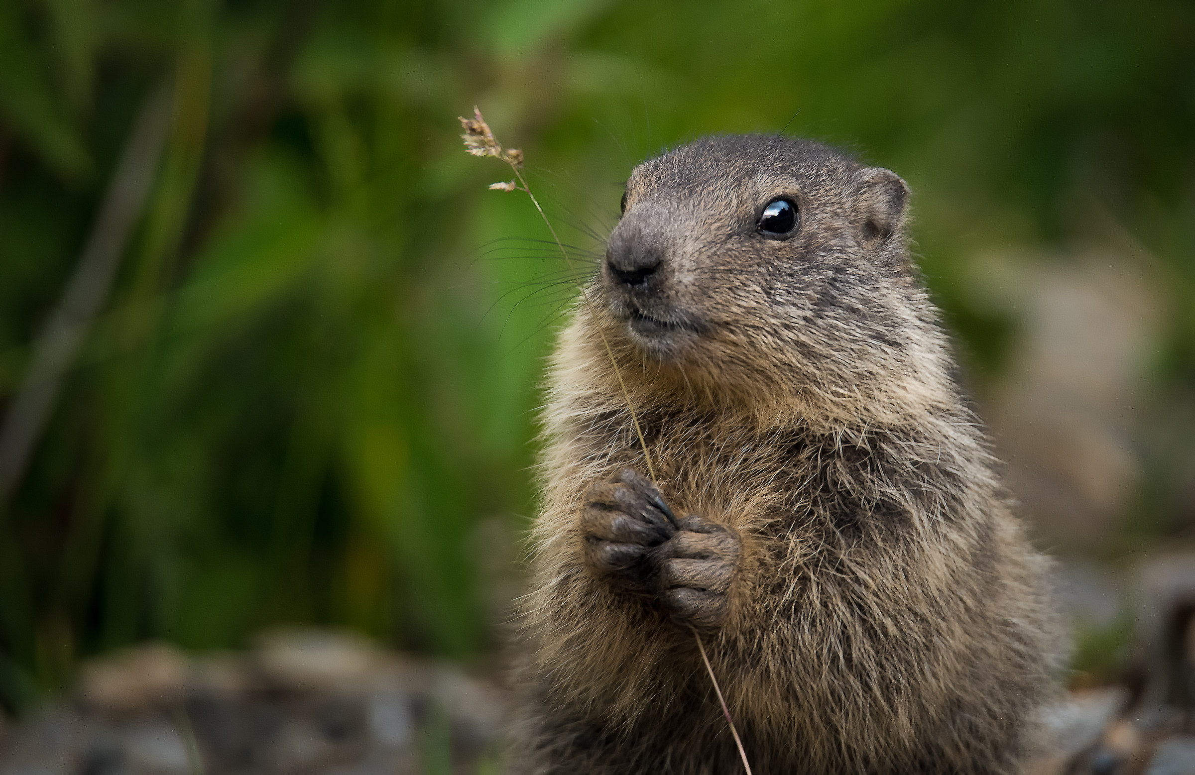 I can offer you a flower?