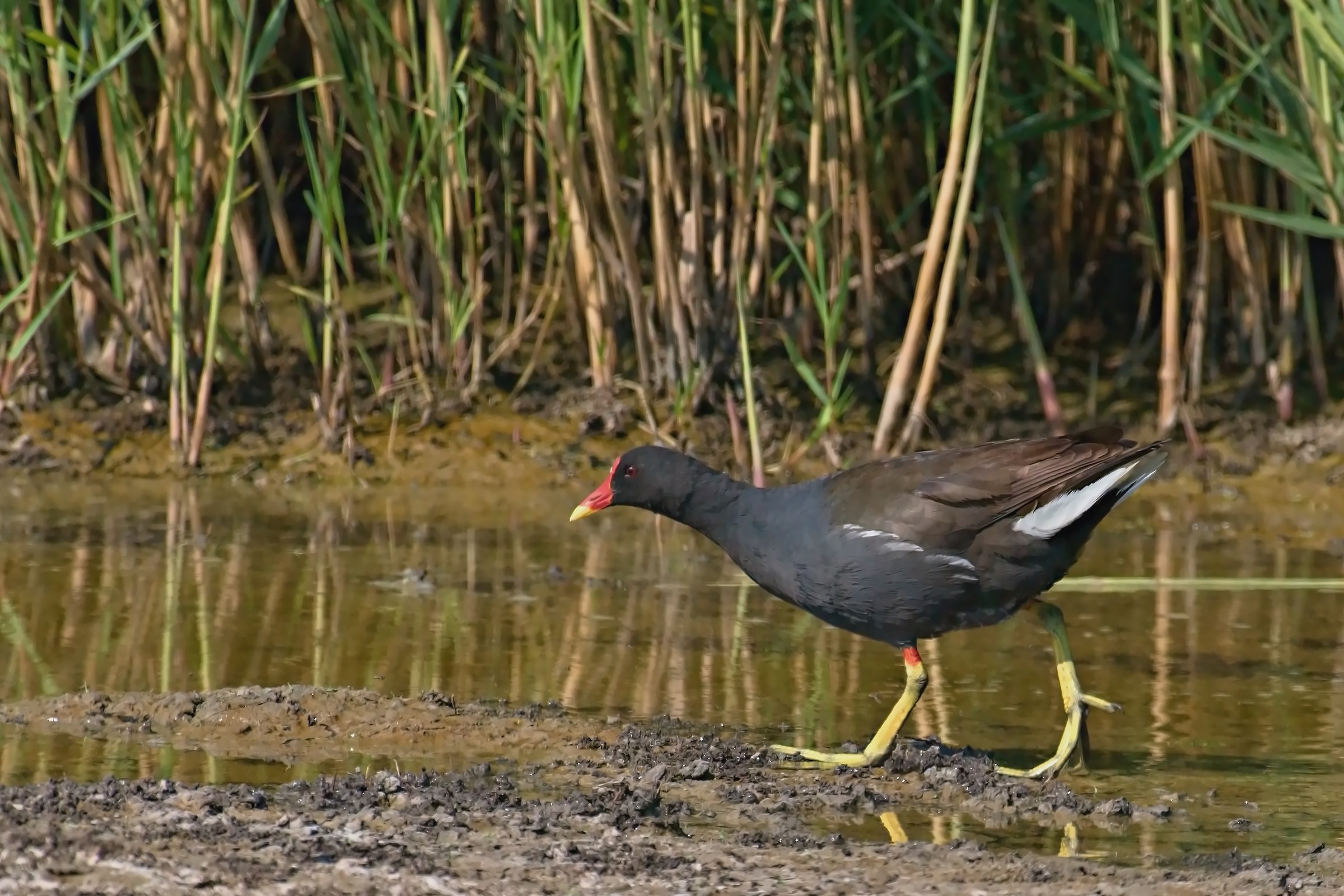 Moorhen (hen)