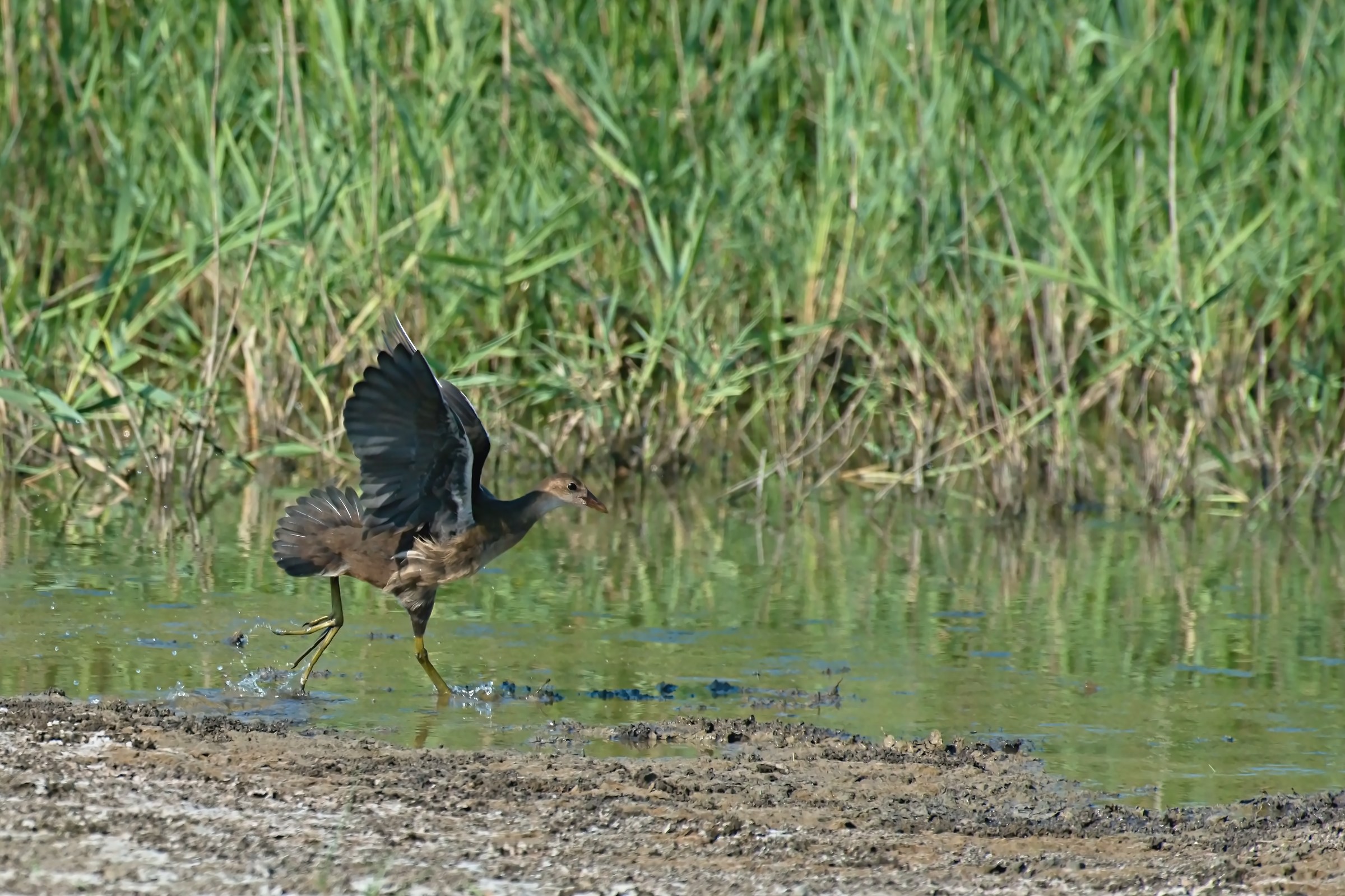 The Pullo of Gallinella to flight testing
