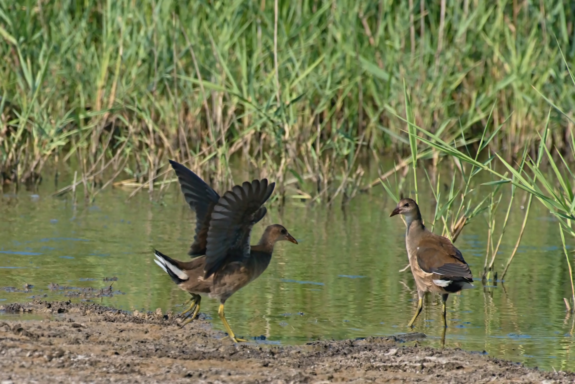 I volooo and you noooo ...