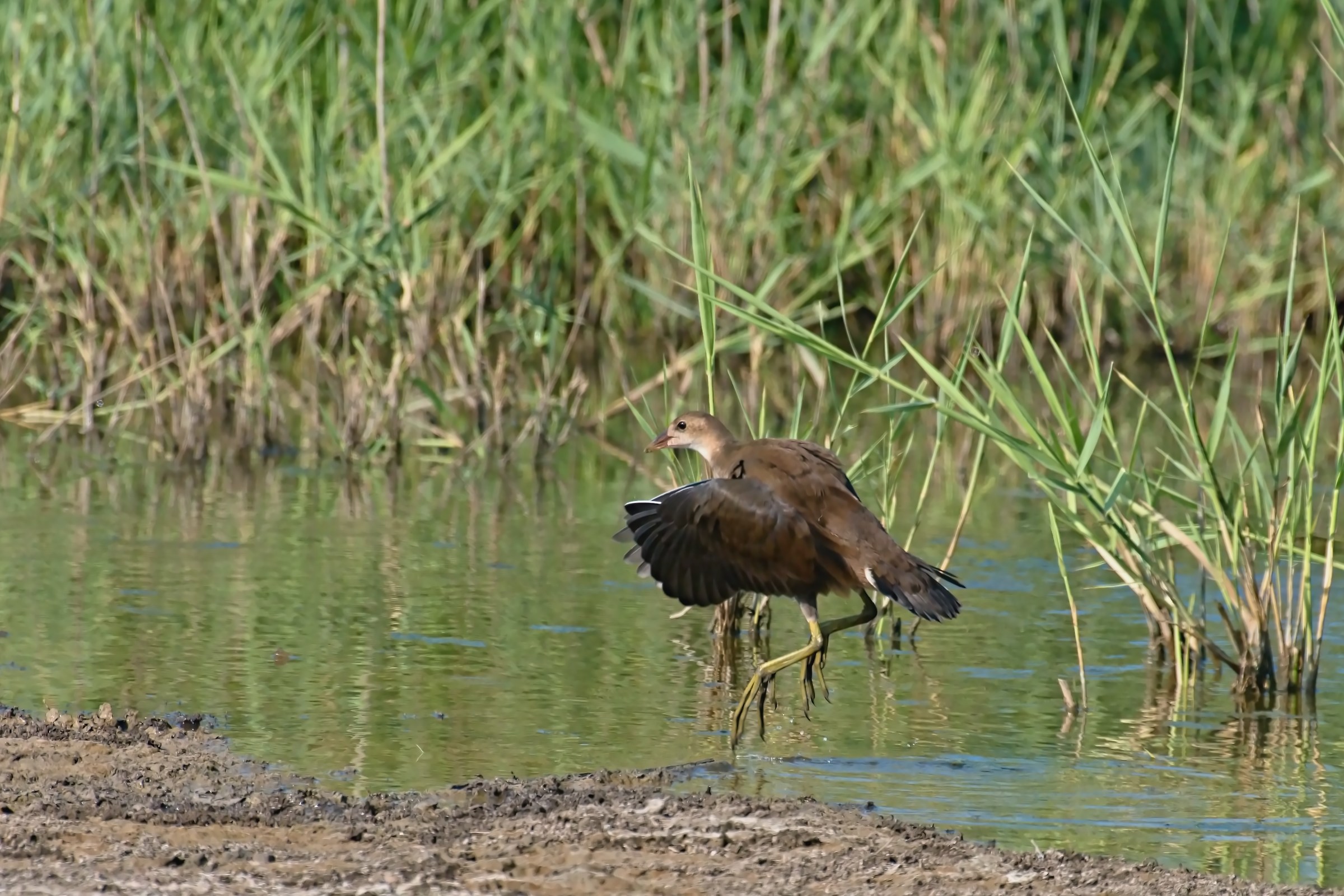 The Pullo and flying.