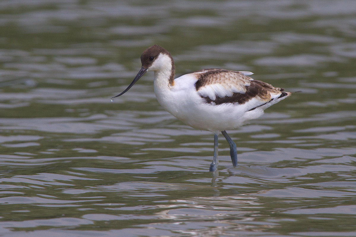 Avocettino nato a Torrile