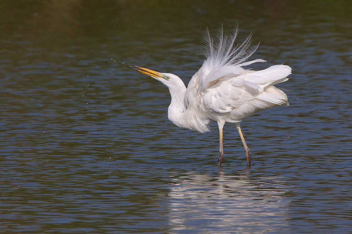 Airone bianco maggiore adulto in preening e bathing