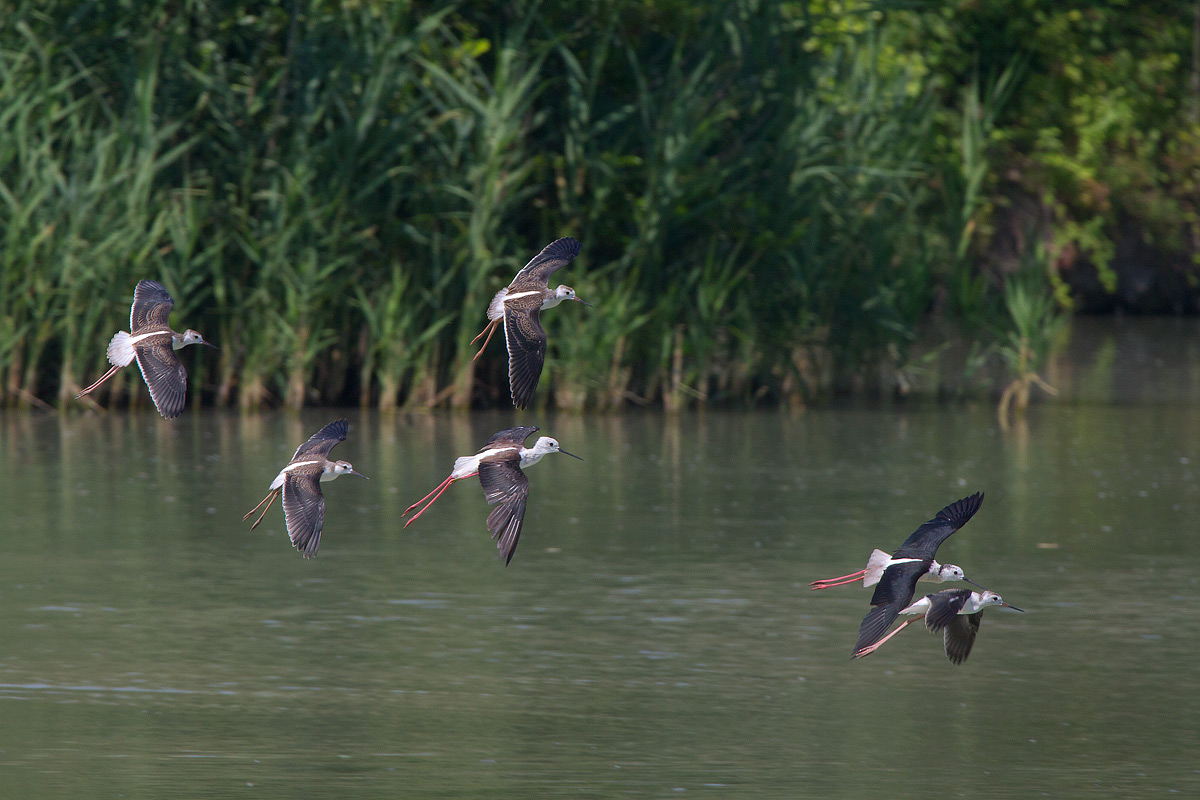 Famiglia di cavaliere d'Italia