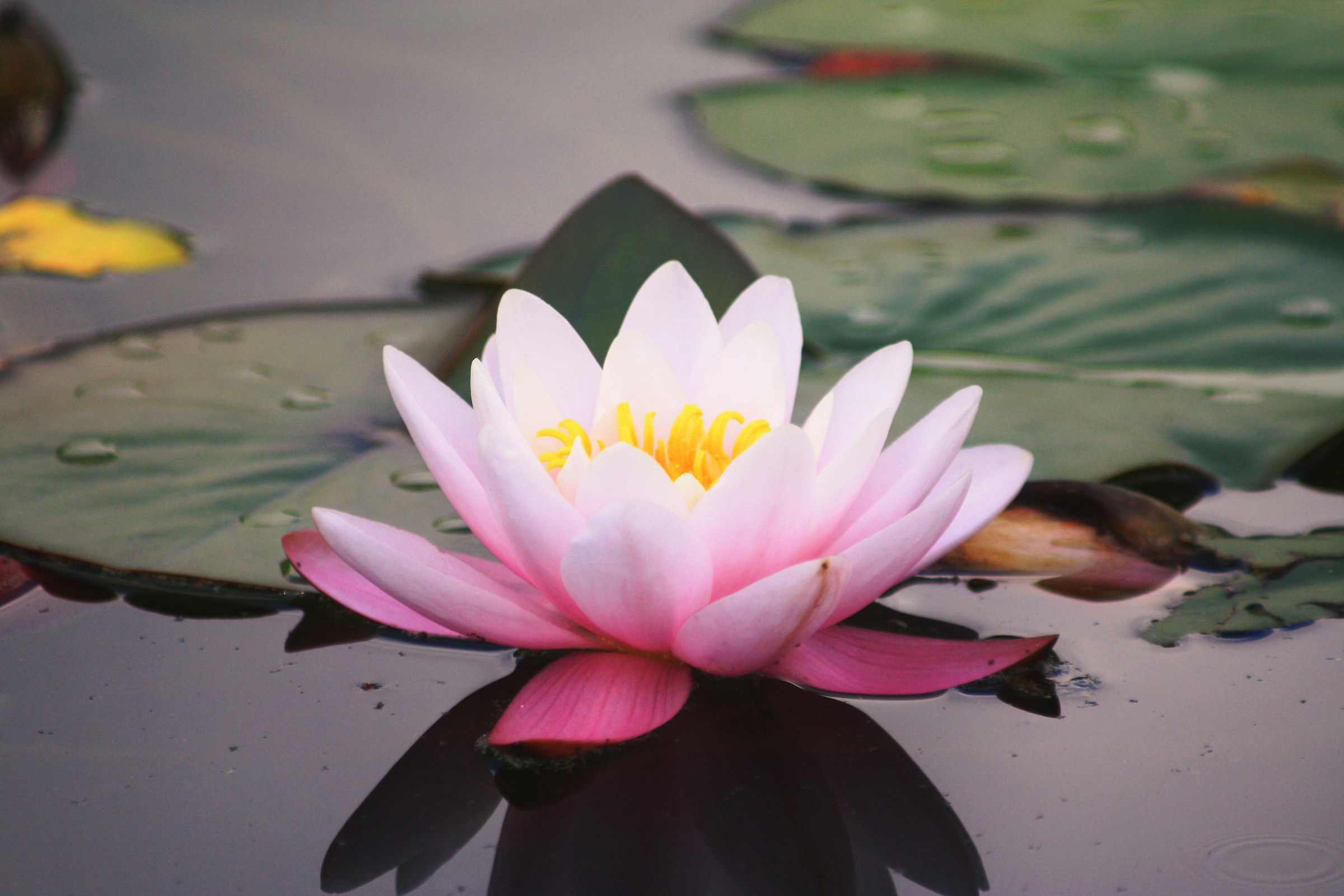 waterlily
