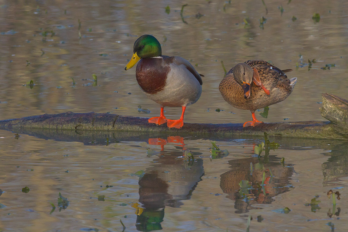 Germani reali, coppia in siesta