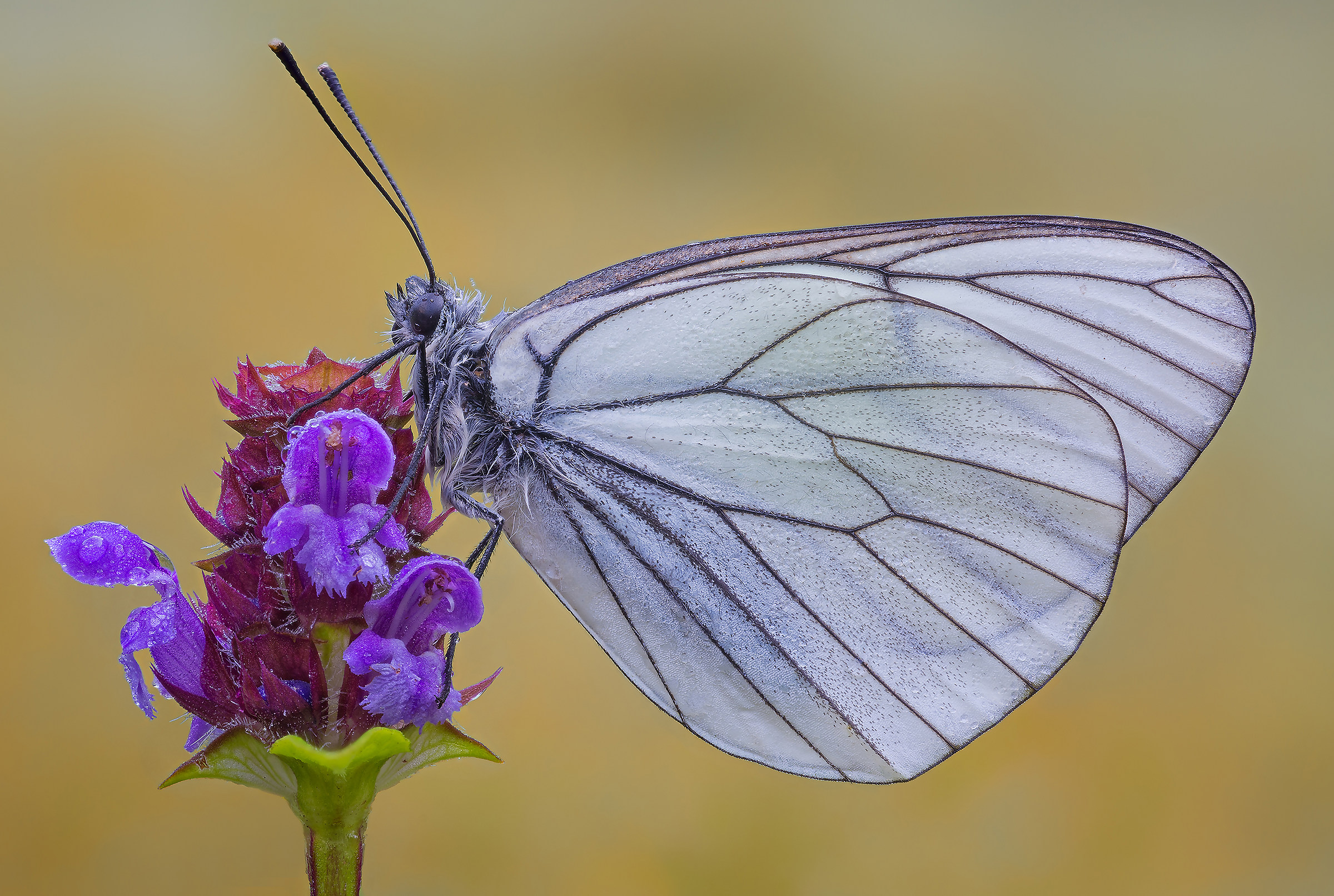 50 sfumature di bianco