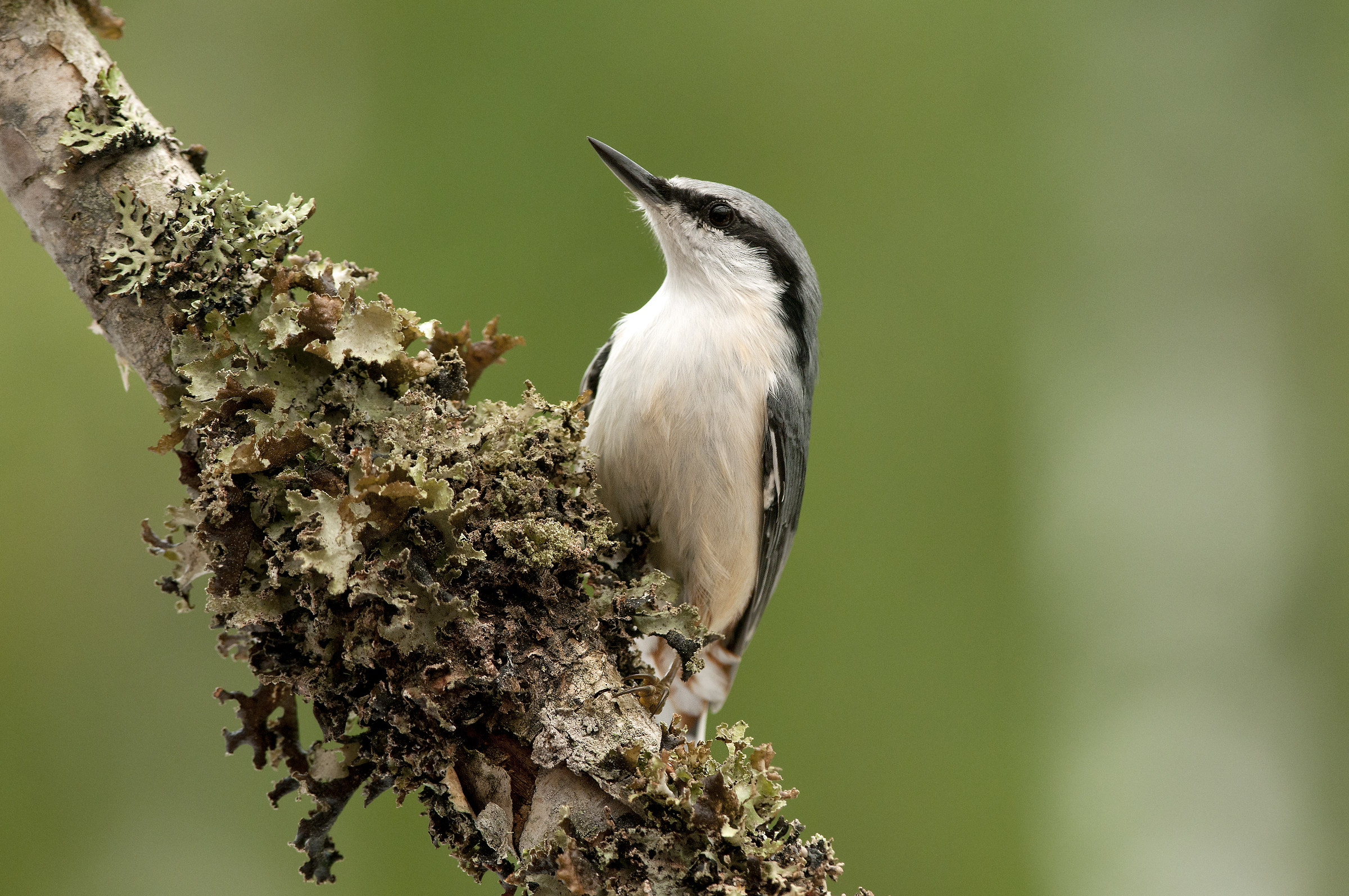 nuthatch