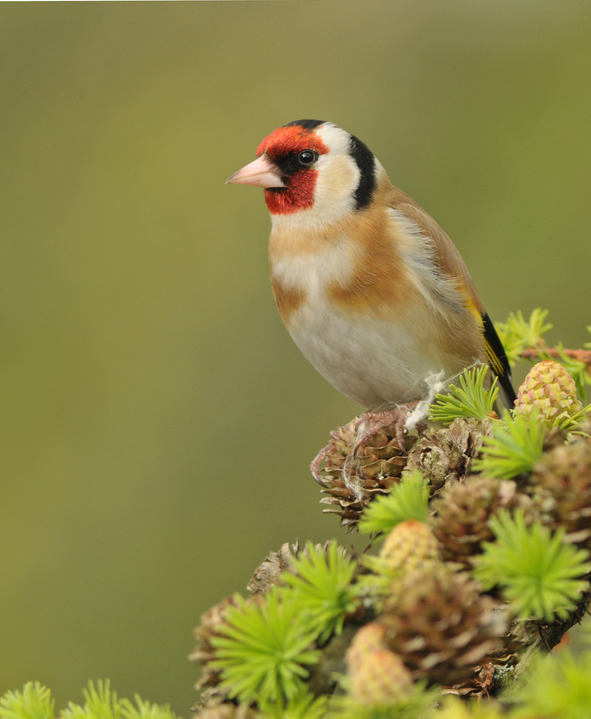 Looking for spiderweb to built a nest