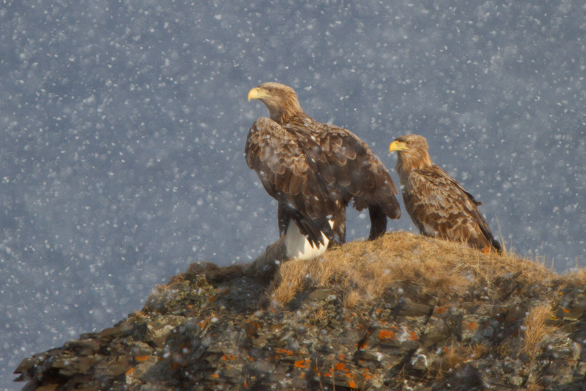 Aquile di mare, coppia adulta sotto la neve