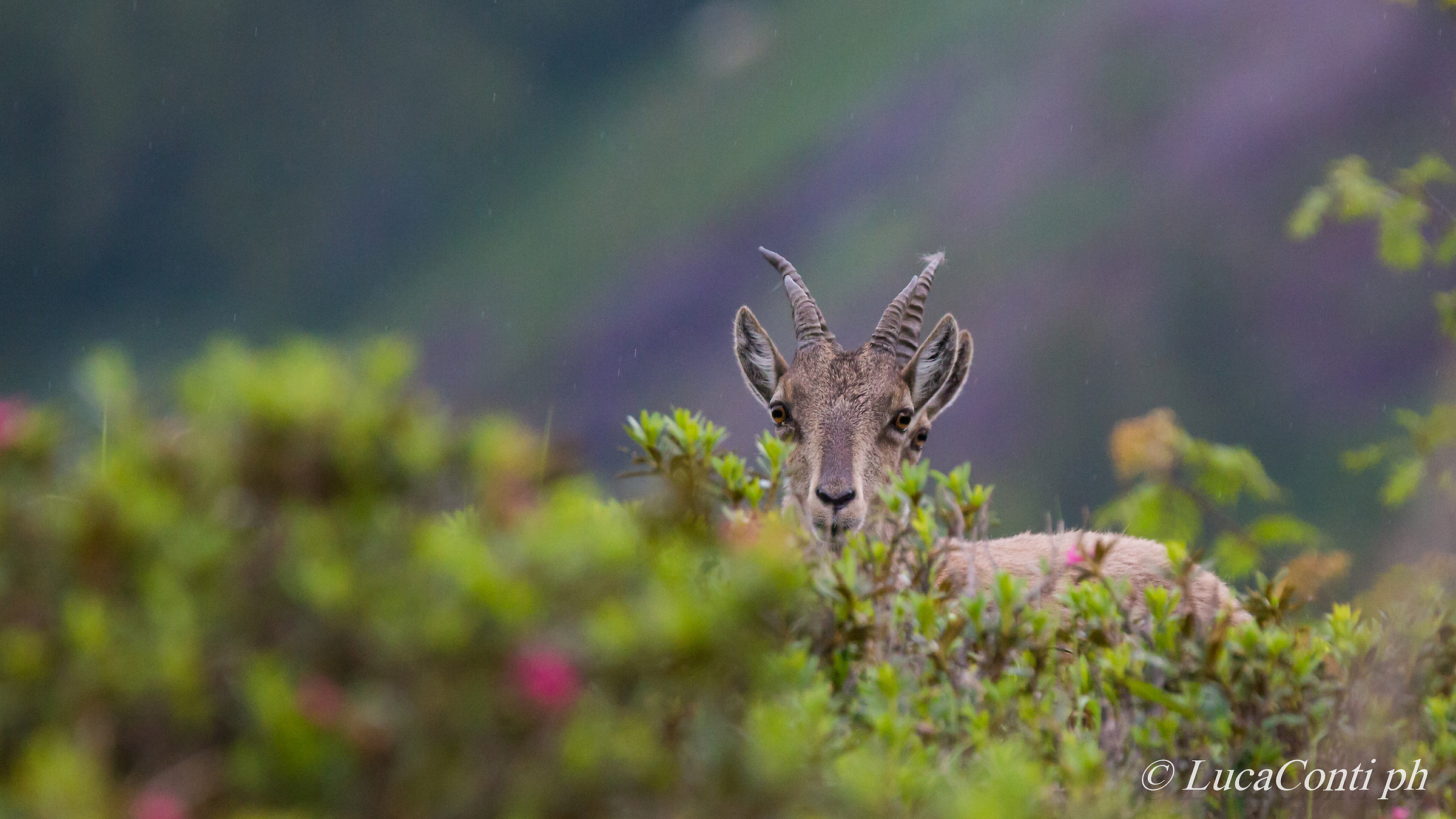Ibex in Valsassina (ibex goat)