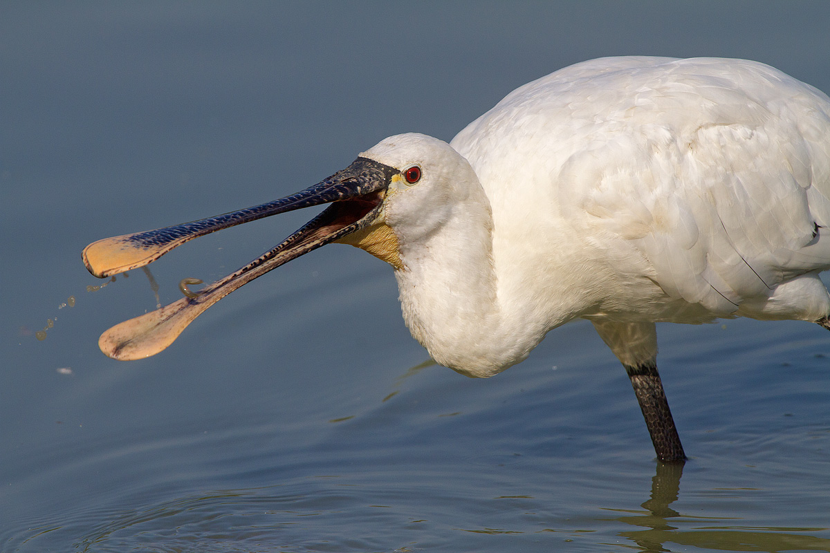 Spatola con larva di Tipulidae (Tipula maxima)