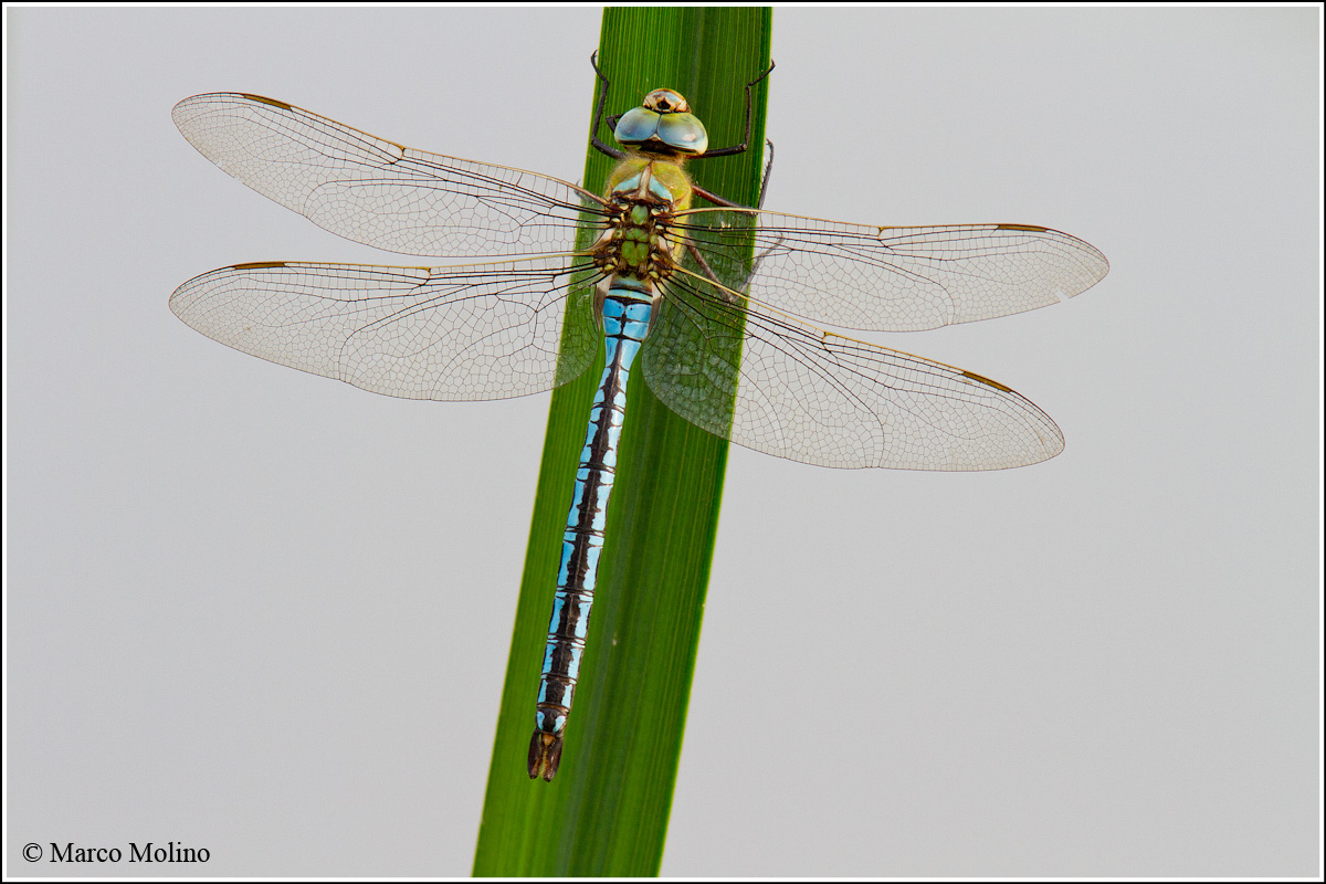 Anax imperator - Maschio