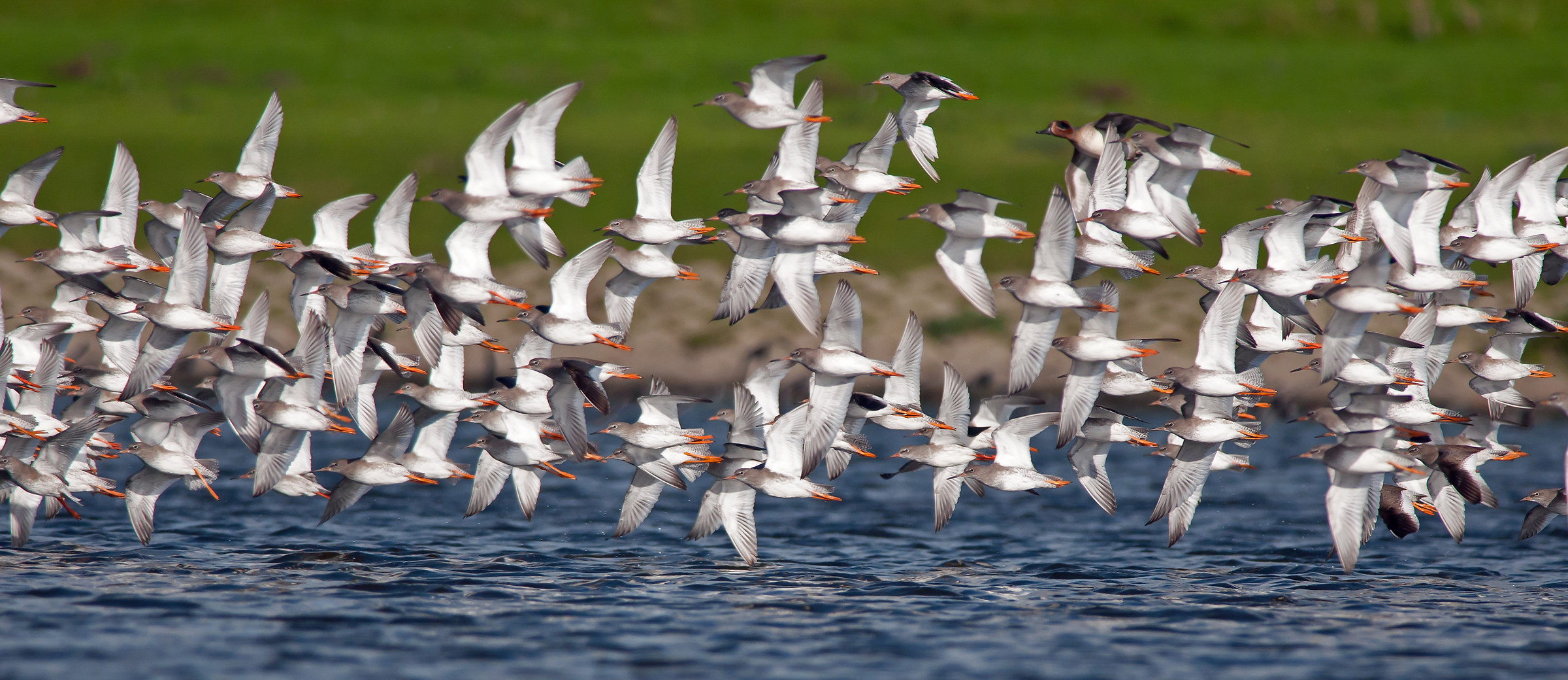 hightide on the flats