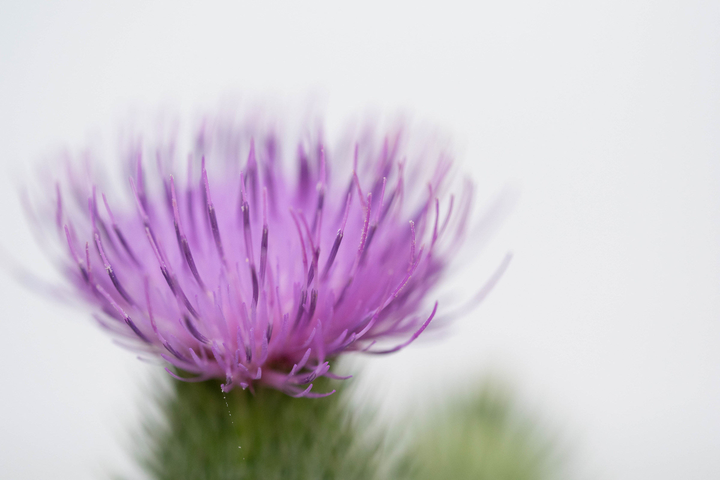 Il pennello Softest ....