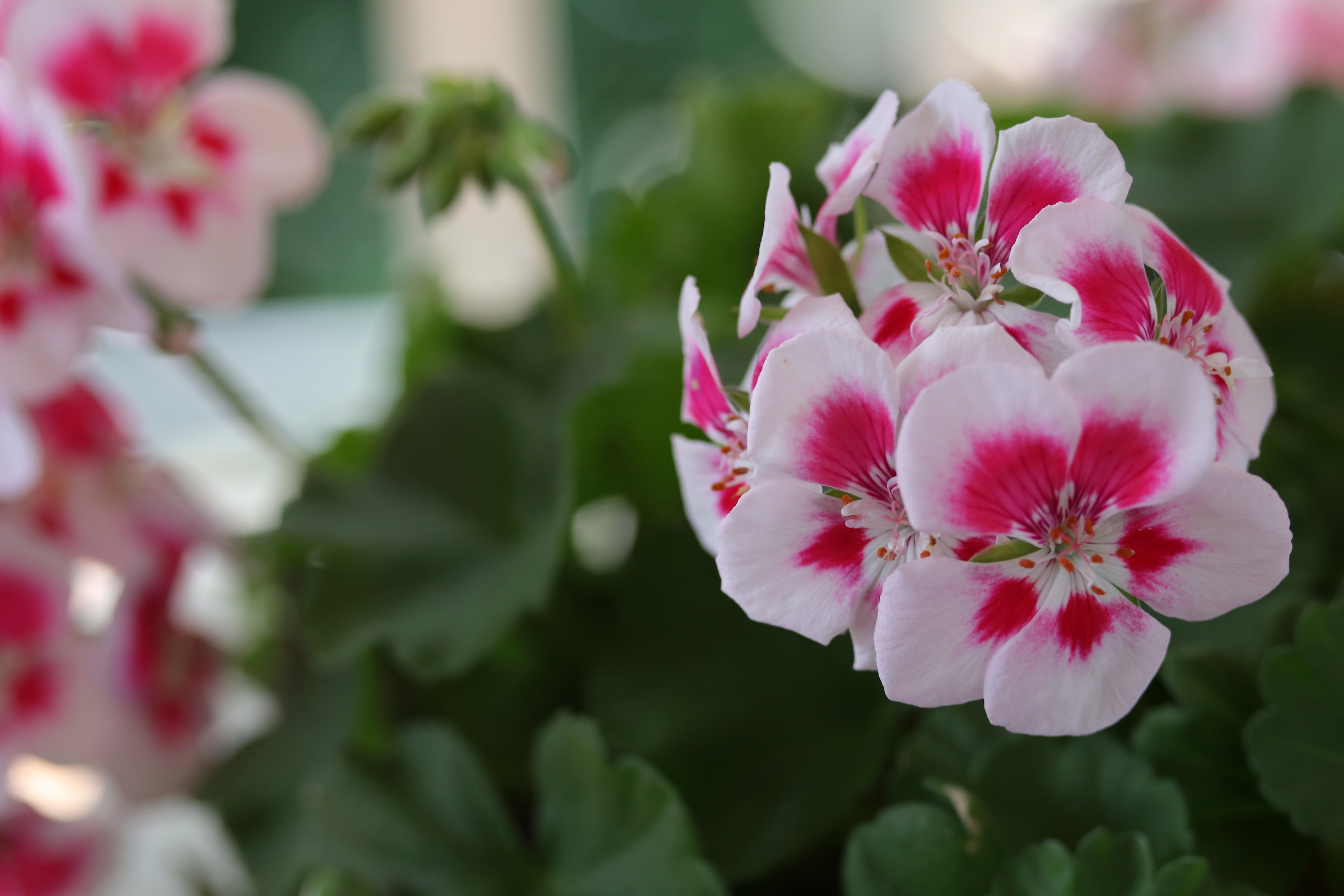 geraniums