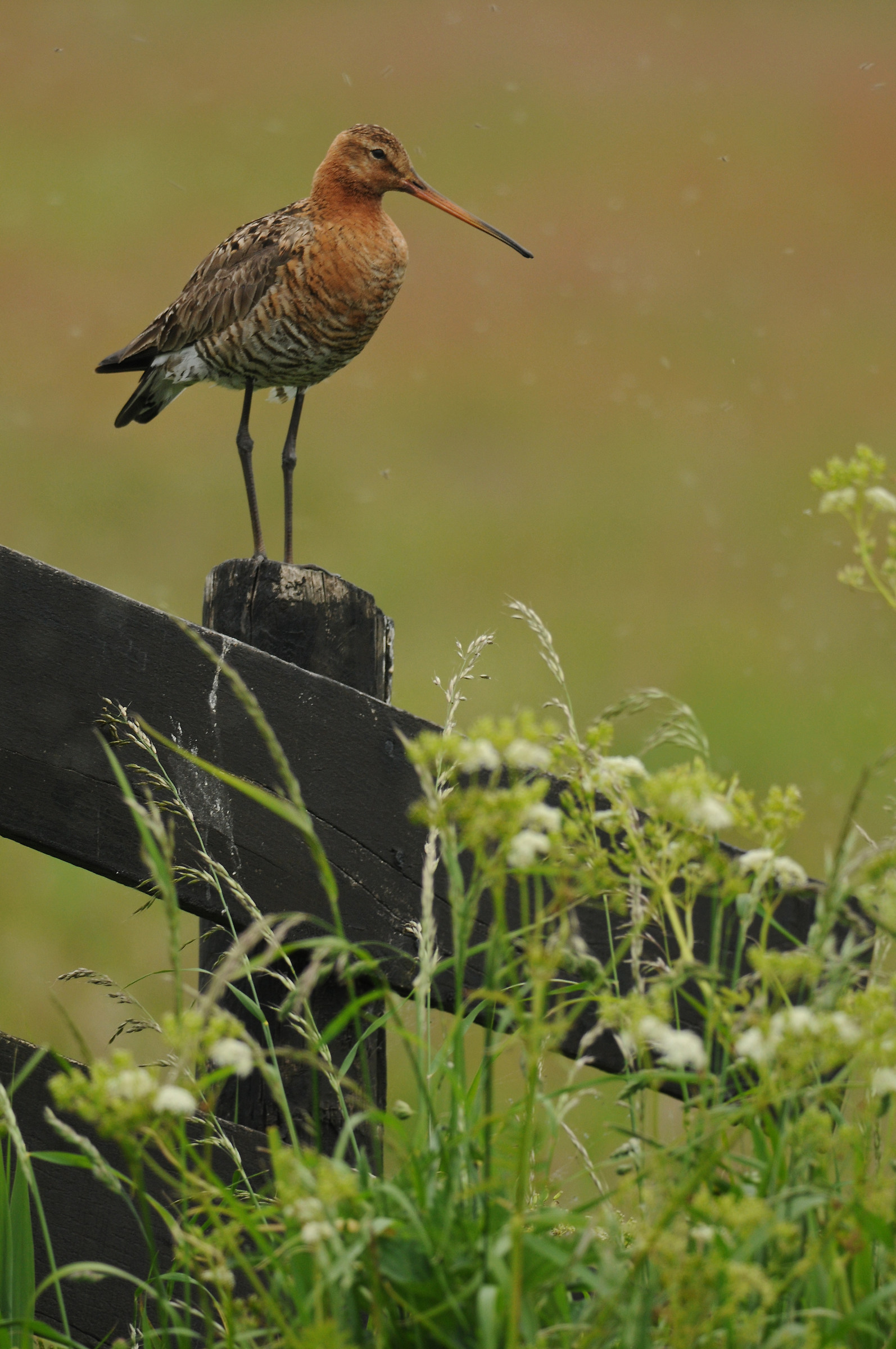 black tailed godwit