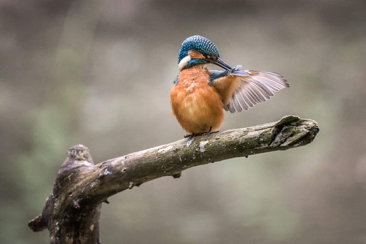 Kingfisher
