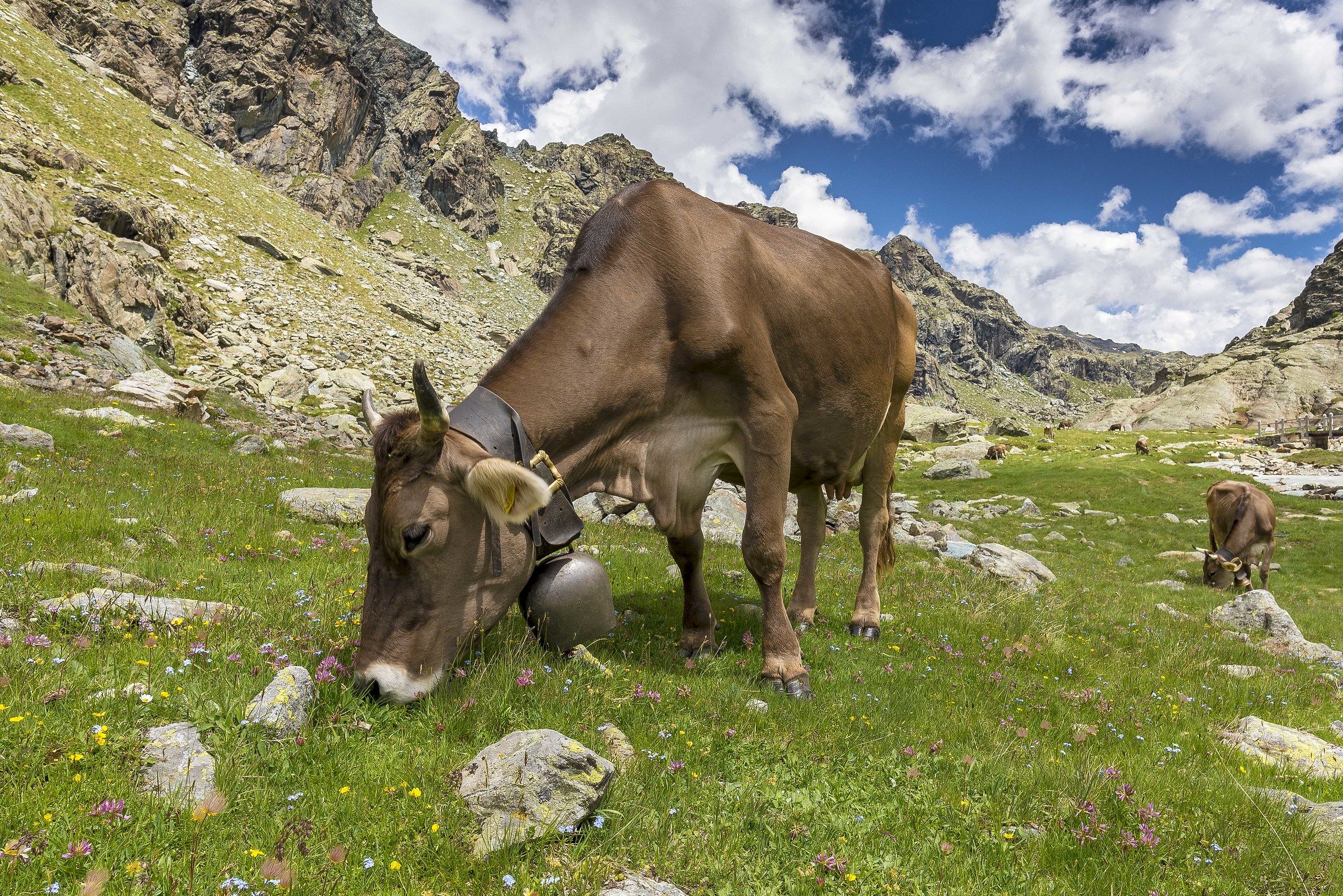 Bruna Alpina Valmalenco .....