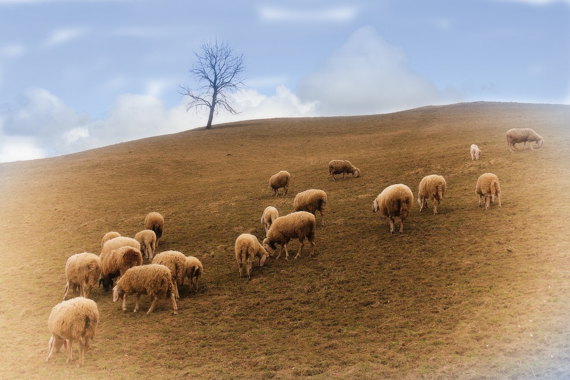 Alla ricerca dell'erba!