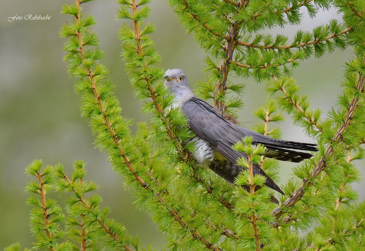 Cullato dal vento...