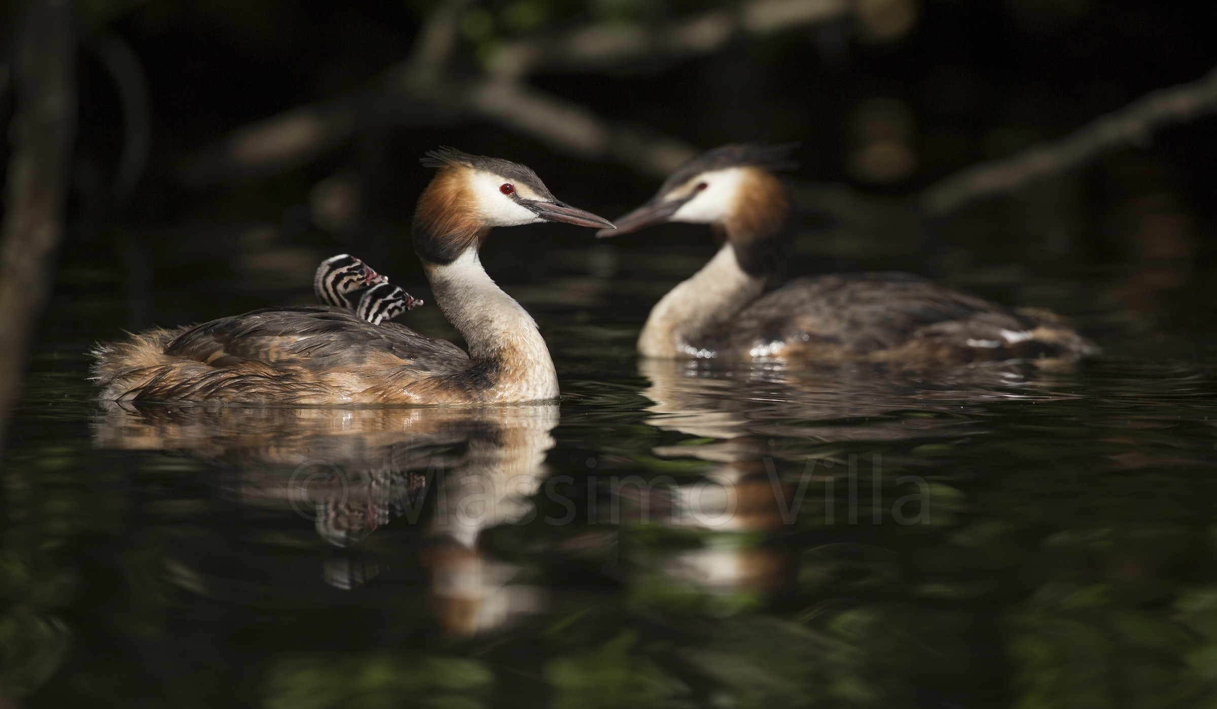 grebes