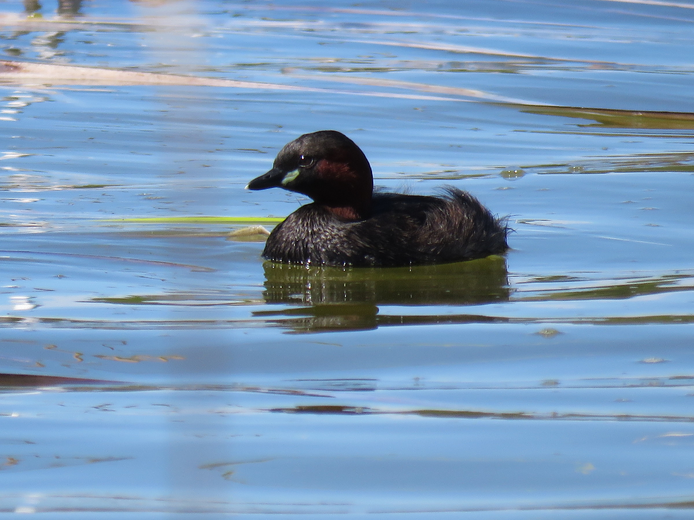 Little grebe