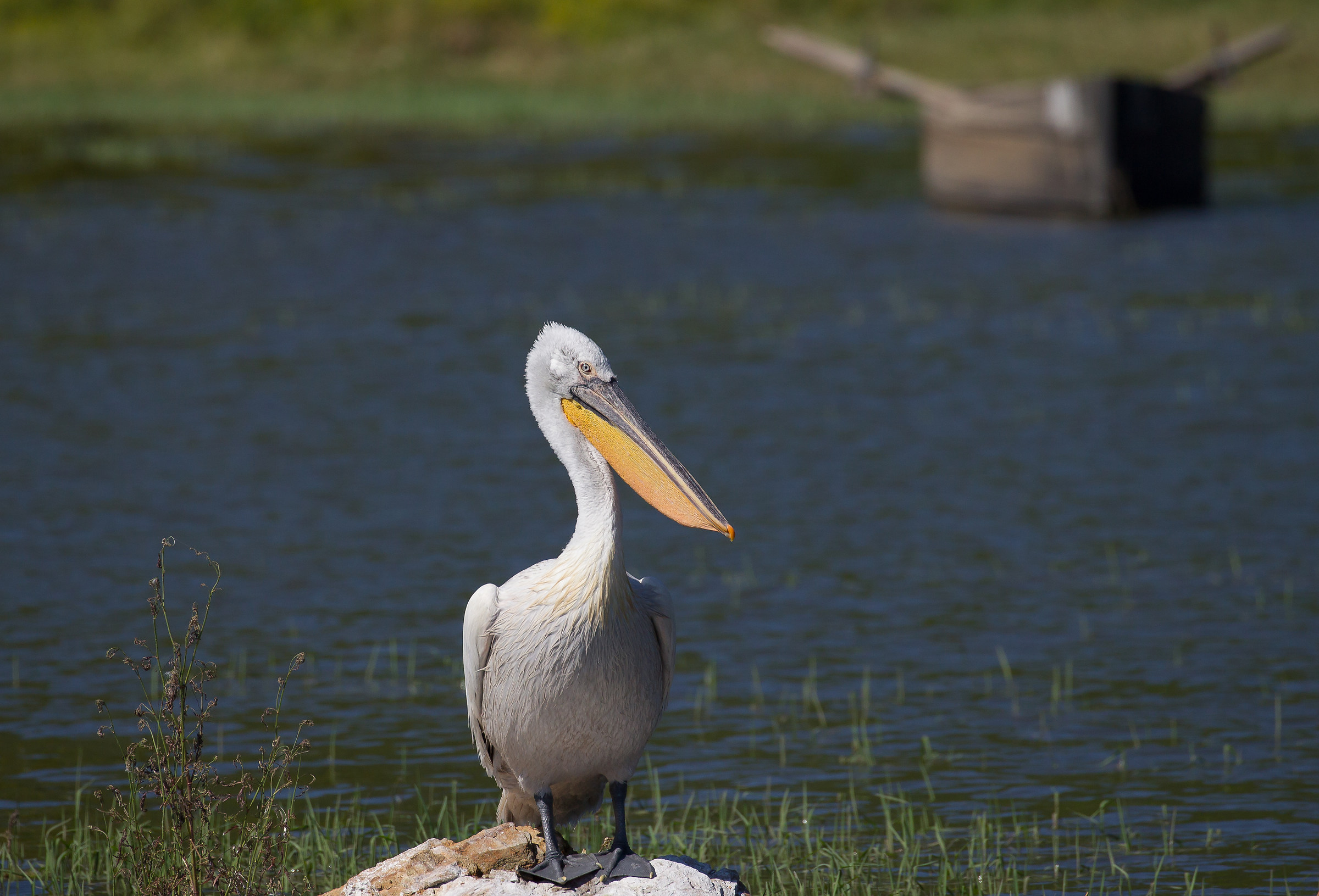 pelican