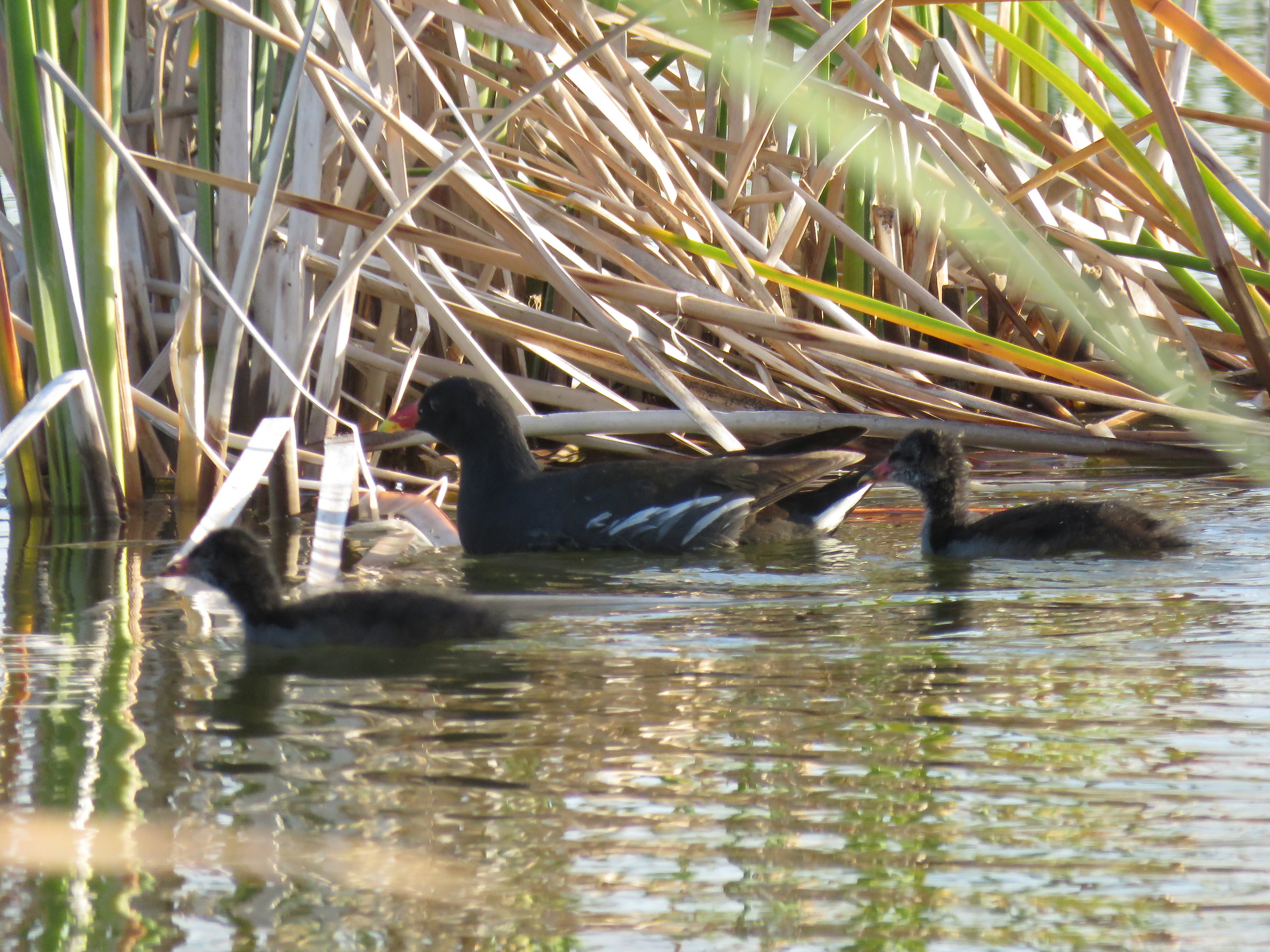Moorhen with chicks