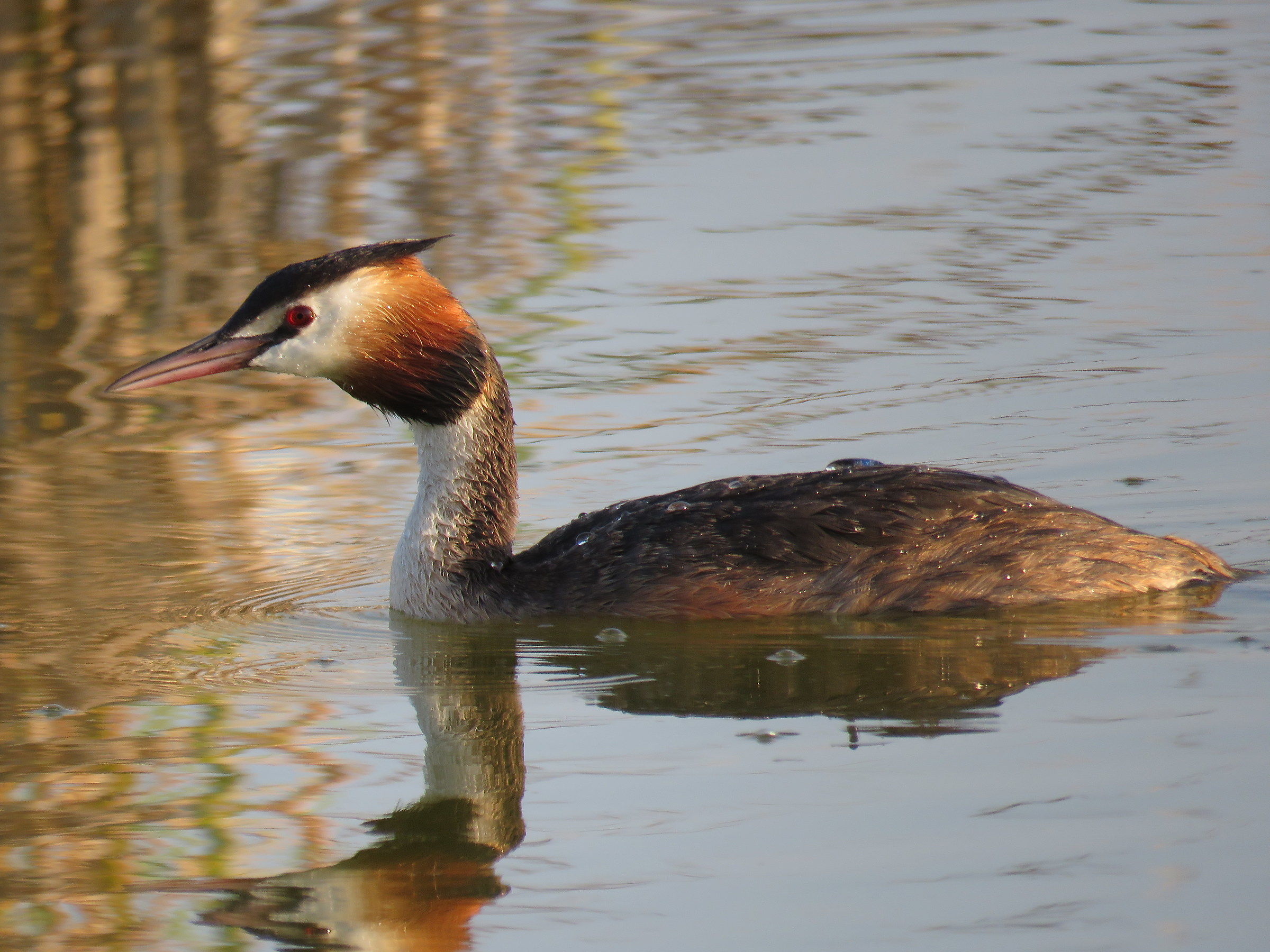 Great Crested Grebe