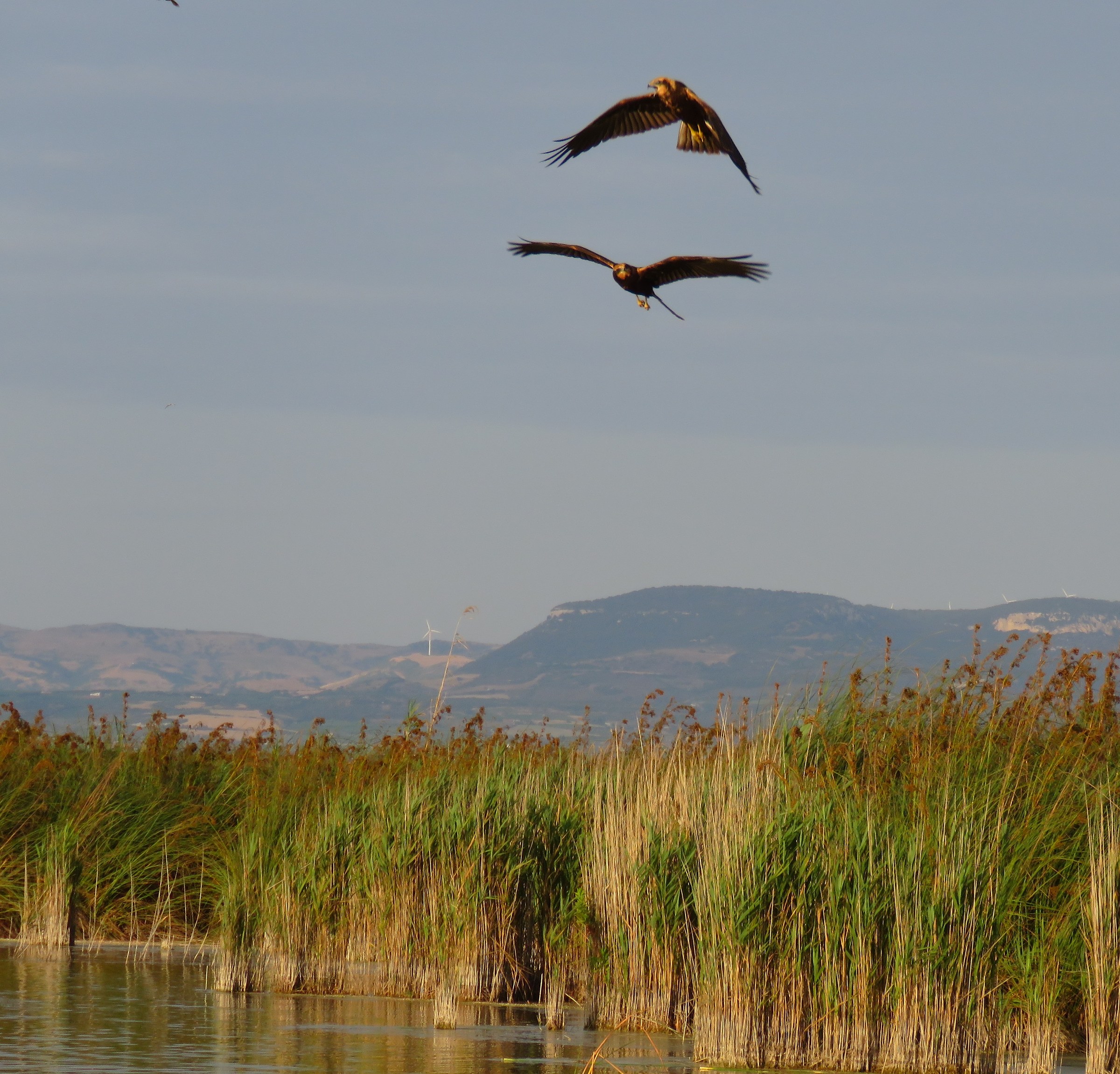Osprey, flying two