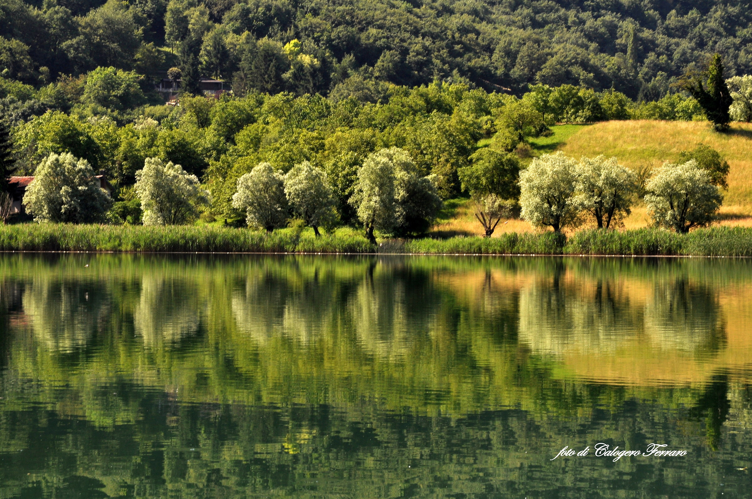 Reflections on Lake Spinone