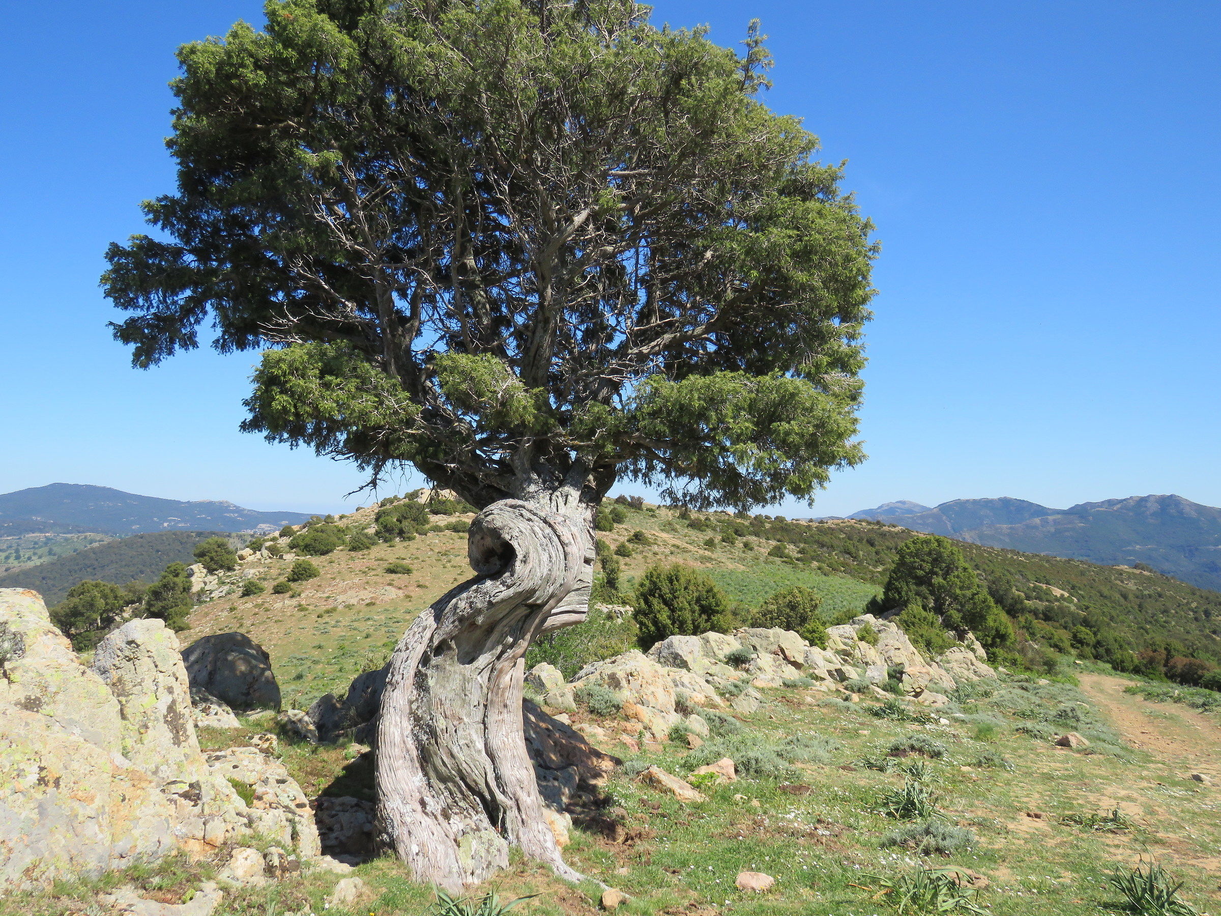 The force of nature, juniper in Barbagia