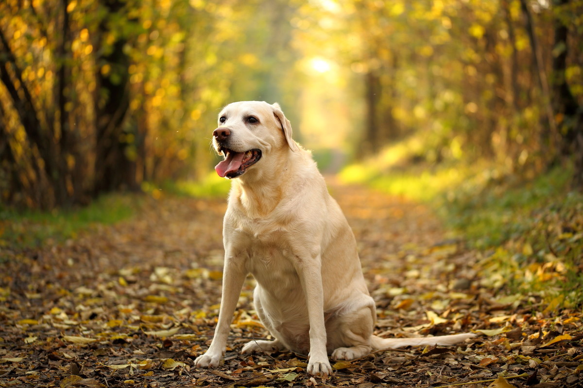 La principessa Kaila