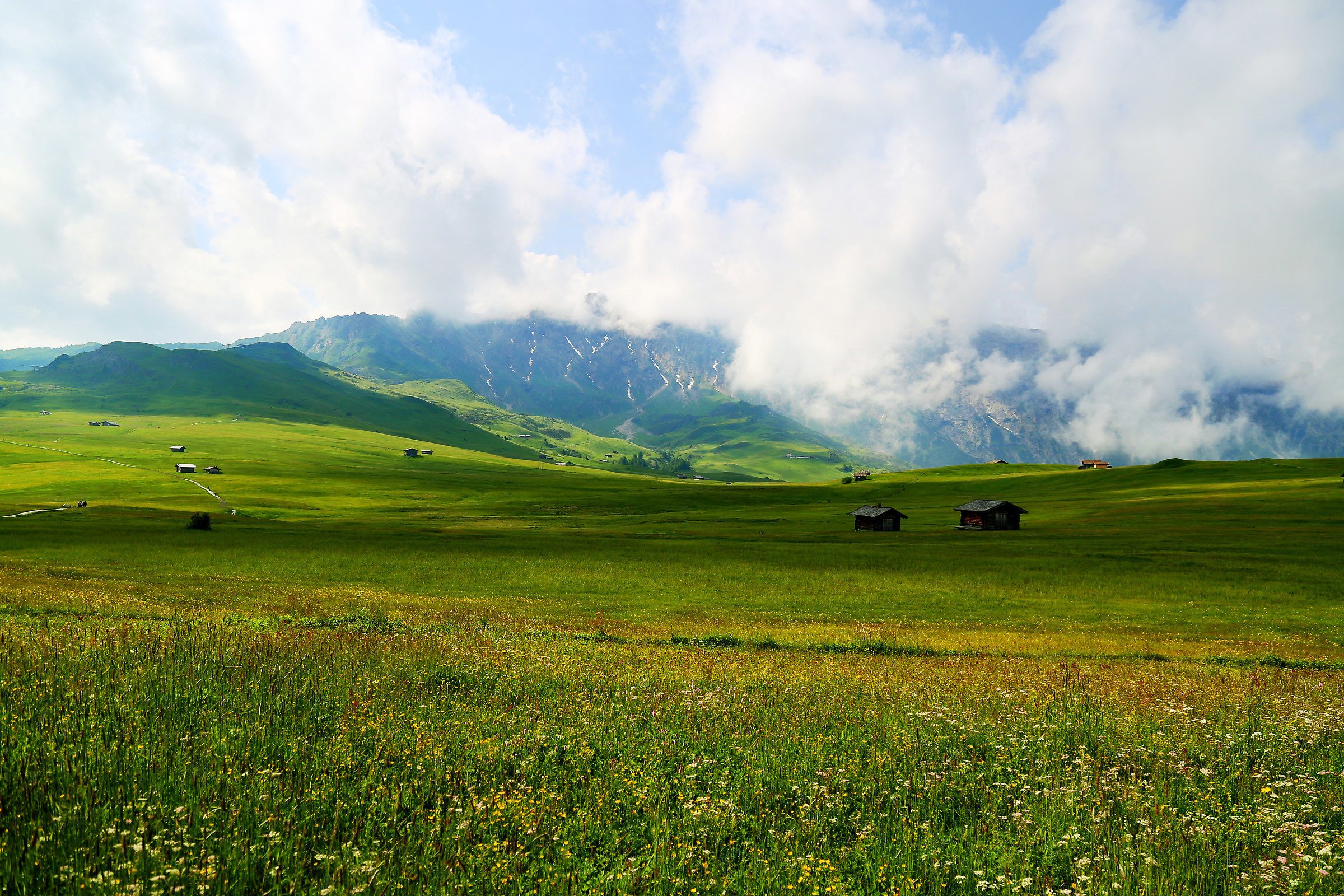 high mountain pasture