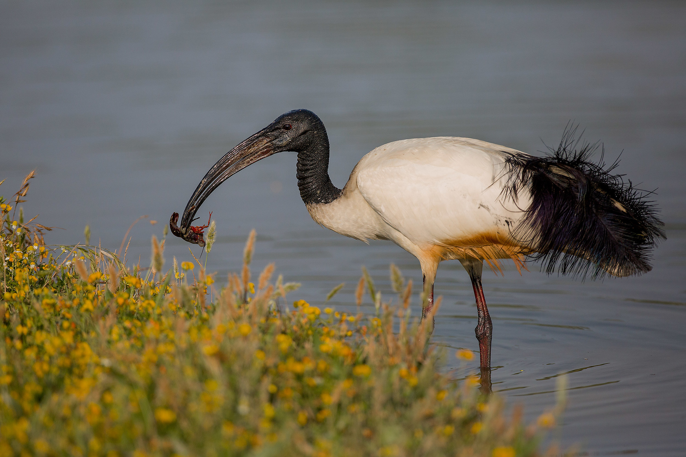sacred ibis with crayfish louisiana