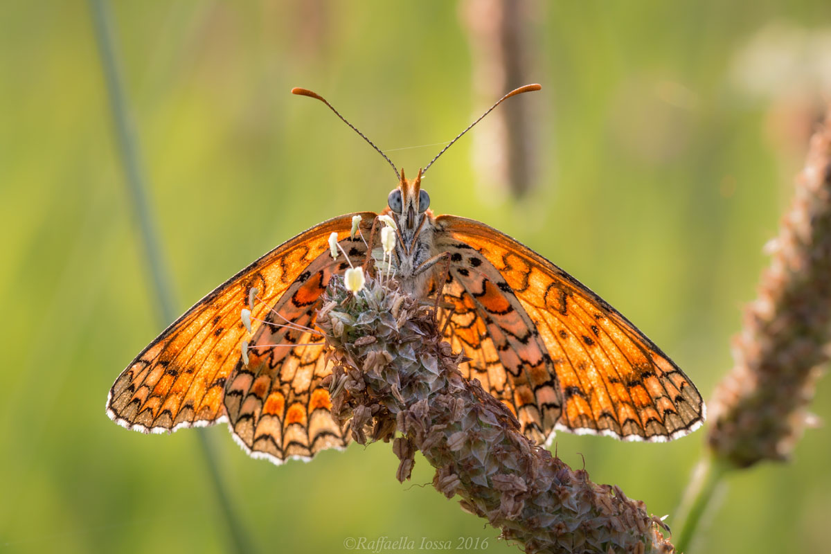 Melitaea phoebe