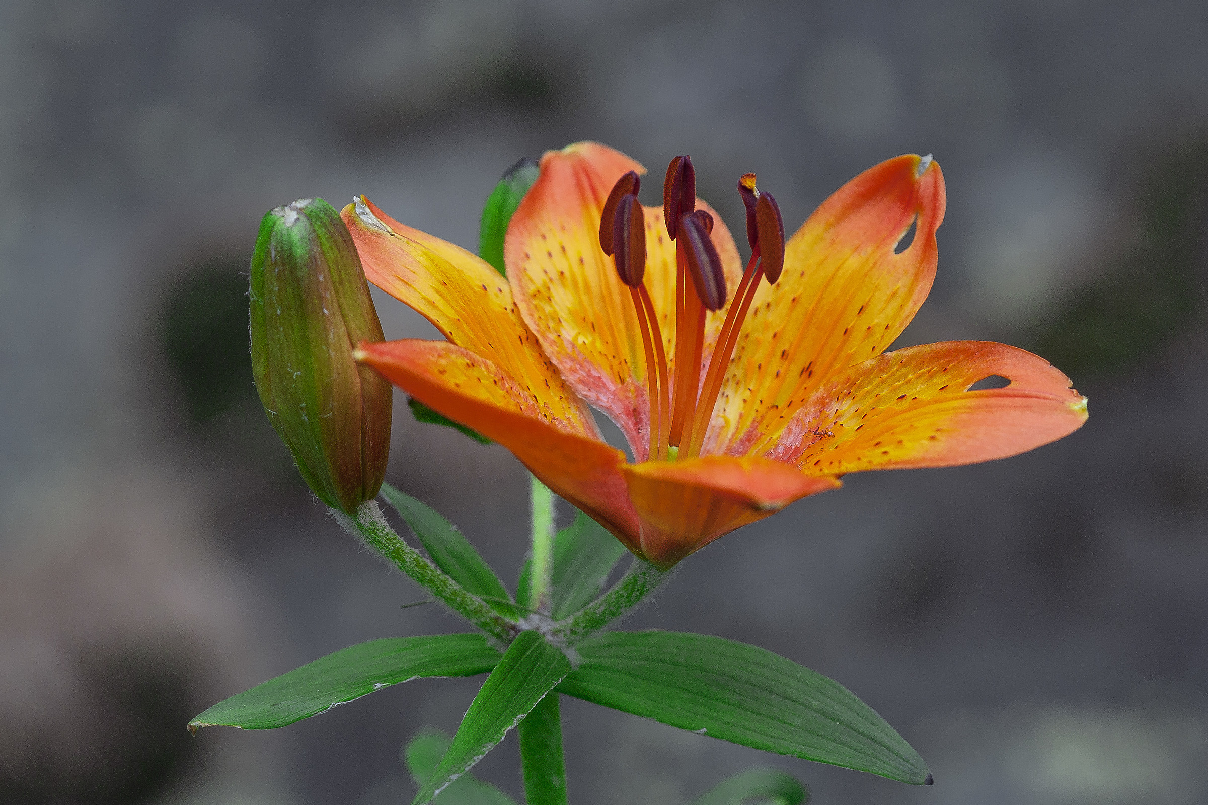 St. John's lily - Lilium bulbiferum
