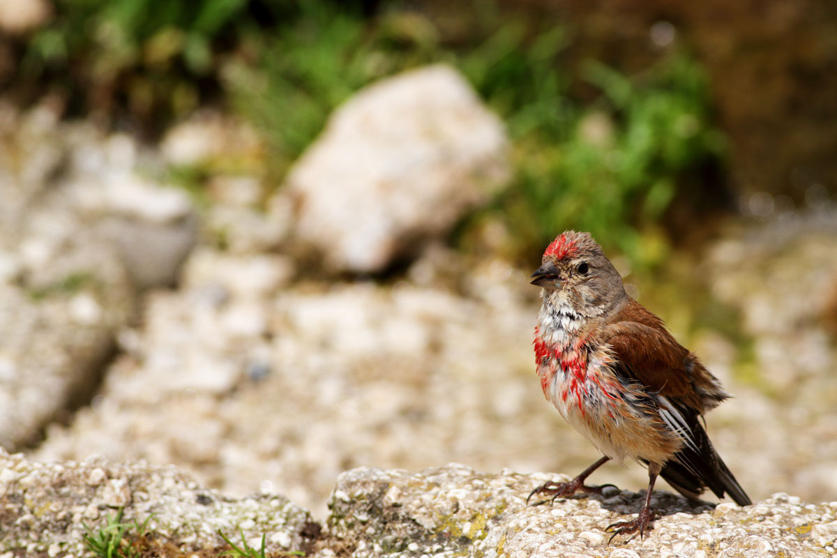 linnet male