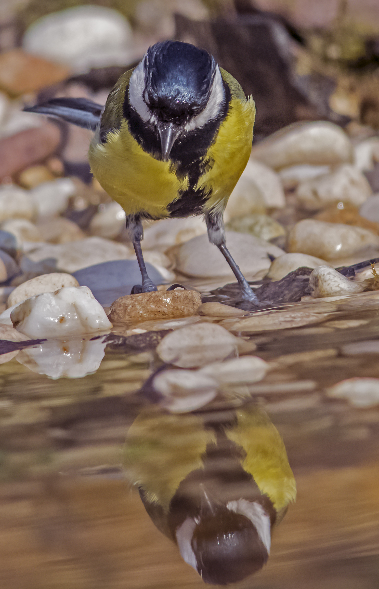 Cinciallegra vezzosa