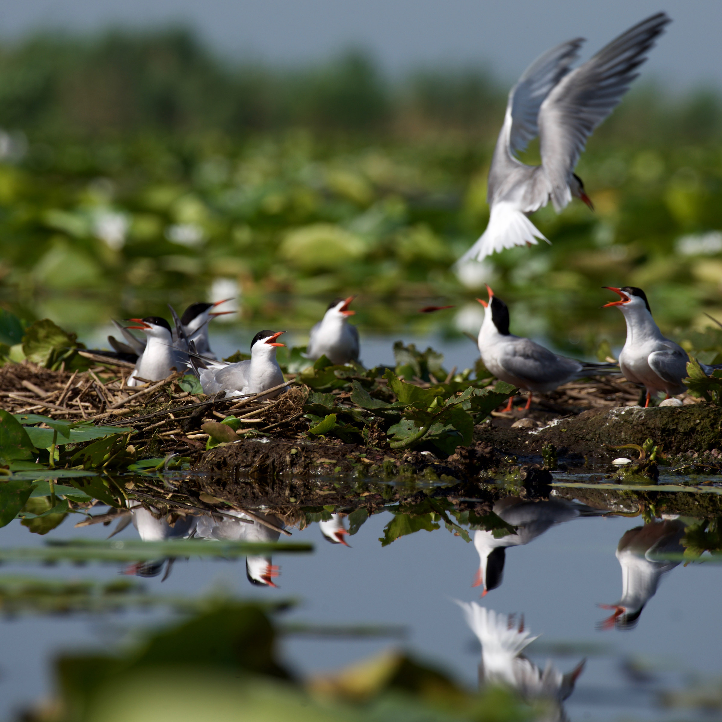 Sterna di mare - Sterna hirundo